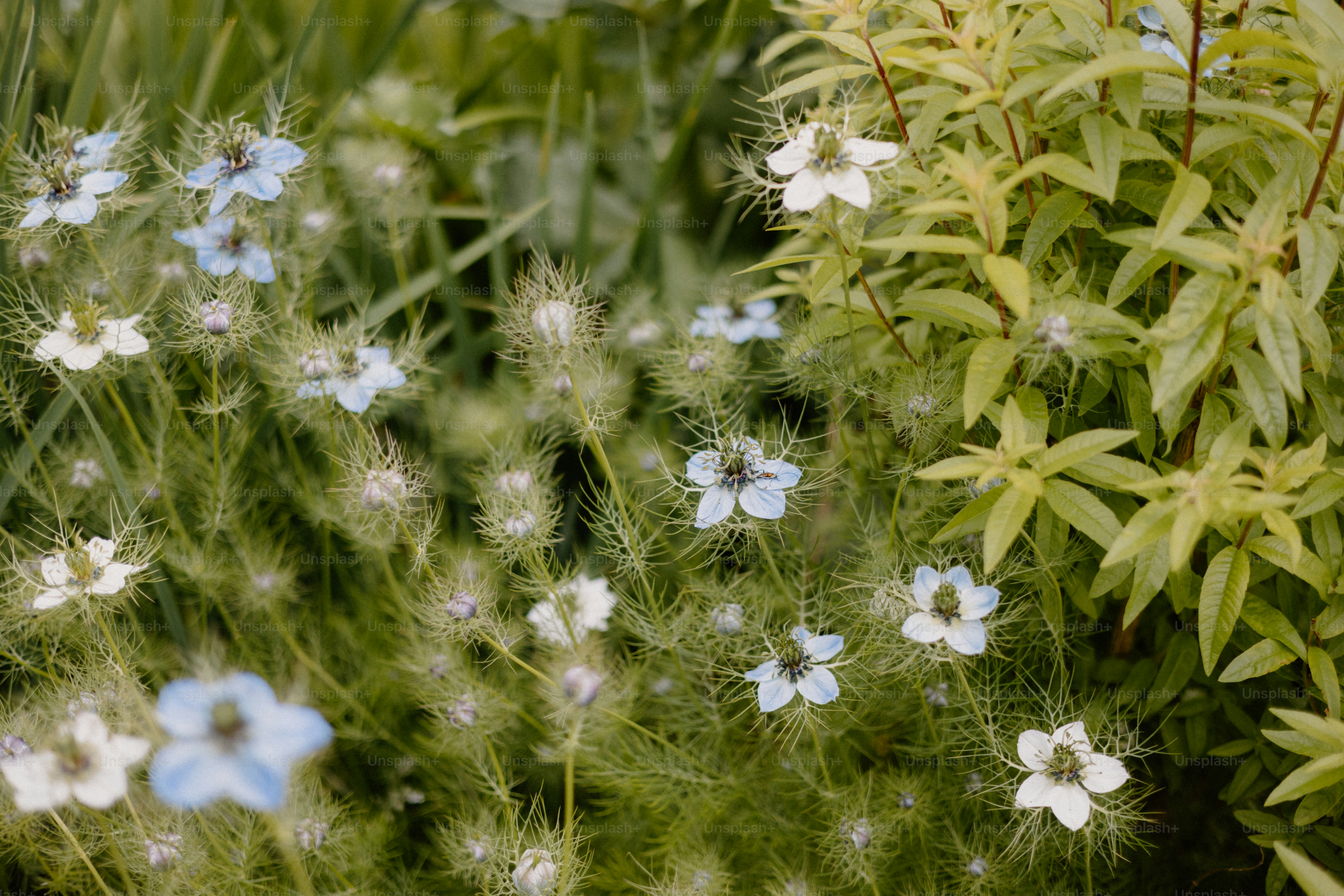 Delicate blue flowers bloom among green foliage.