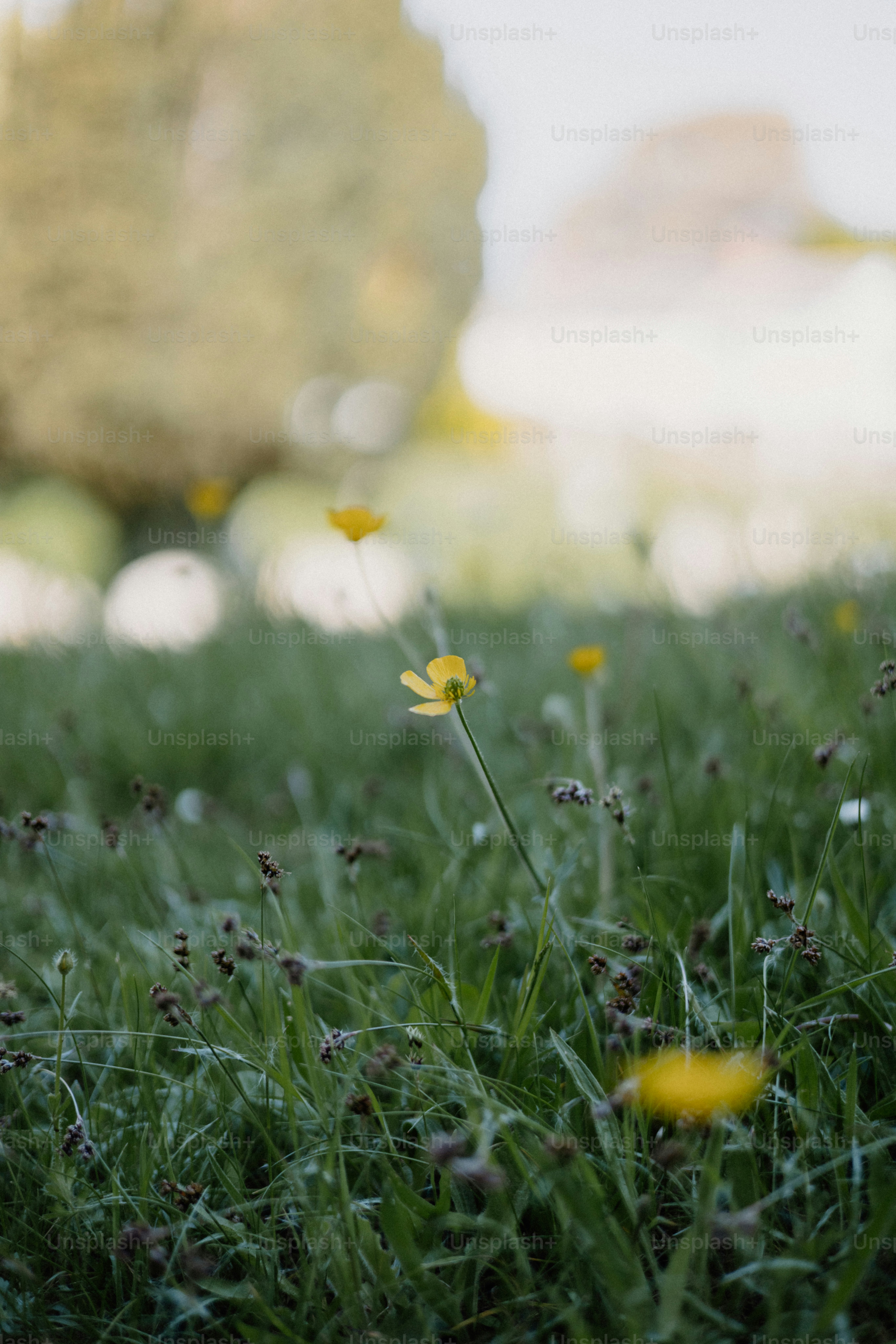 Yellow wildflowers bloom in a grassy field.