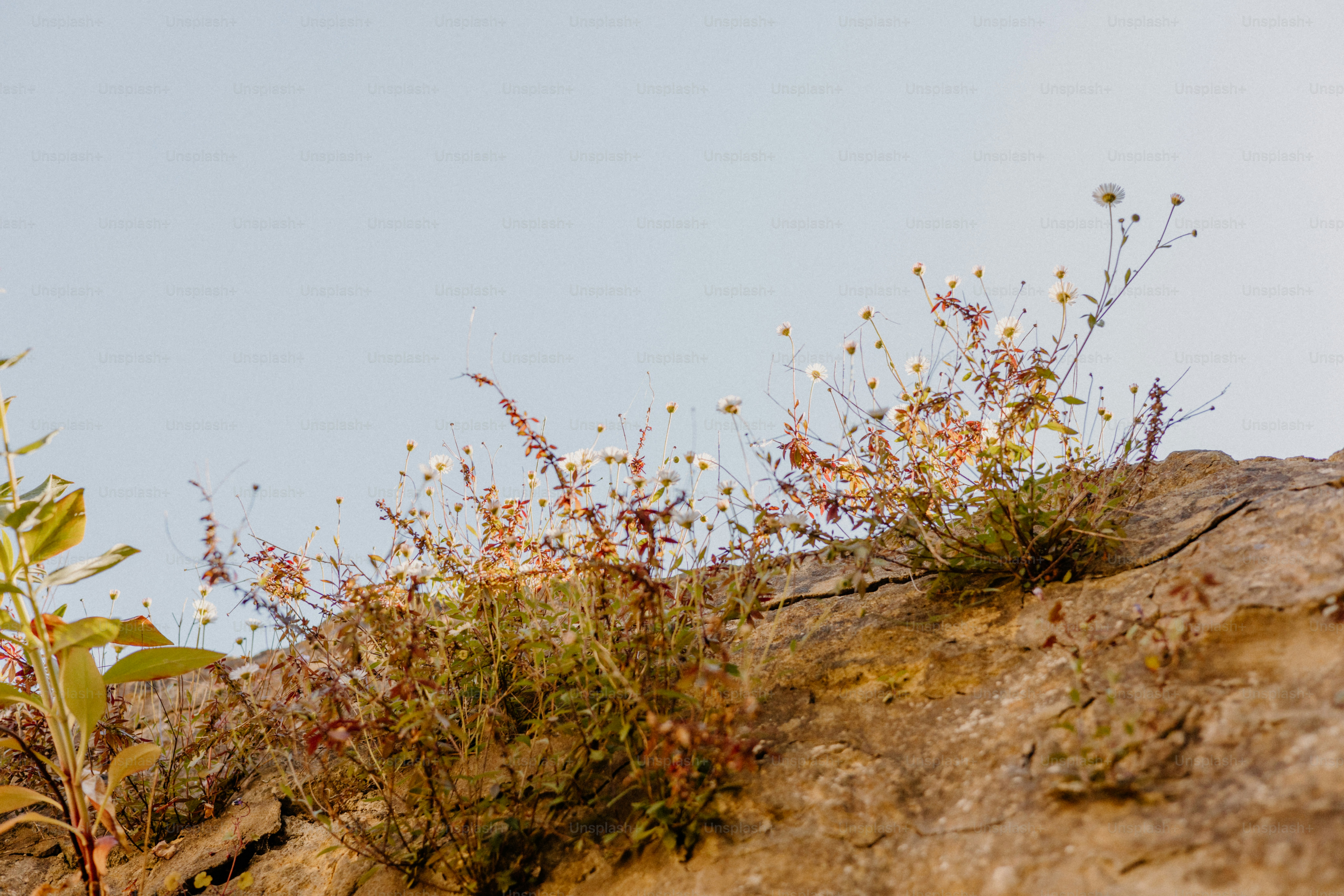 Blumen wachsen an einer Felswand, vor einem Himmel
