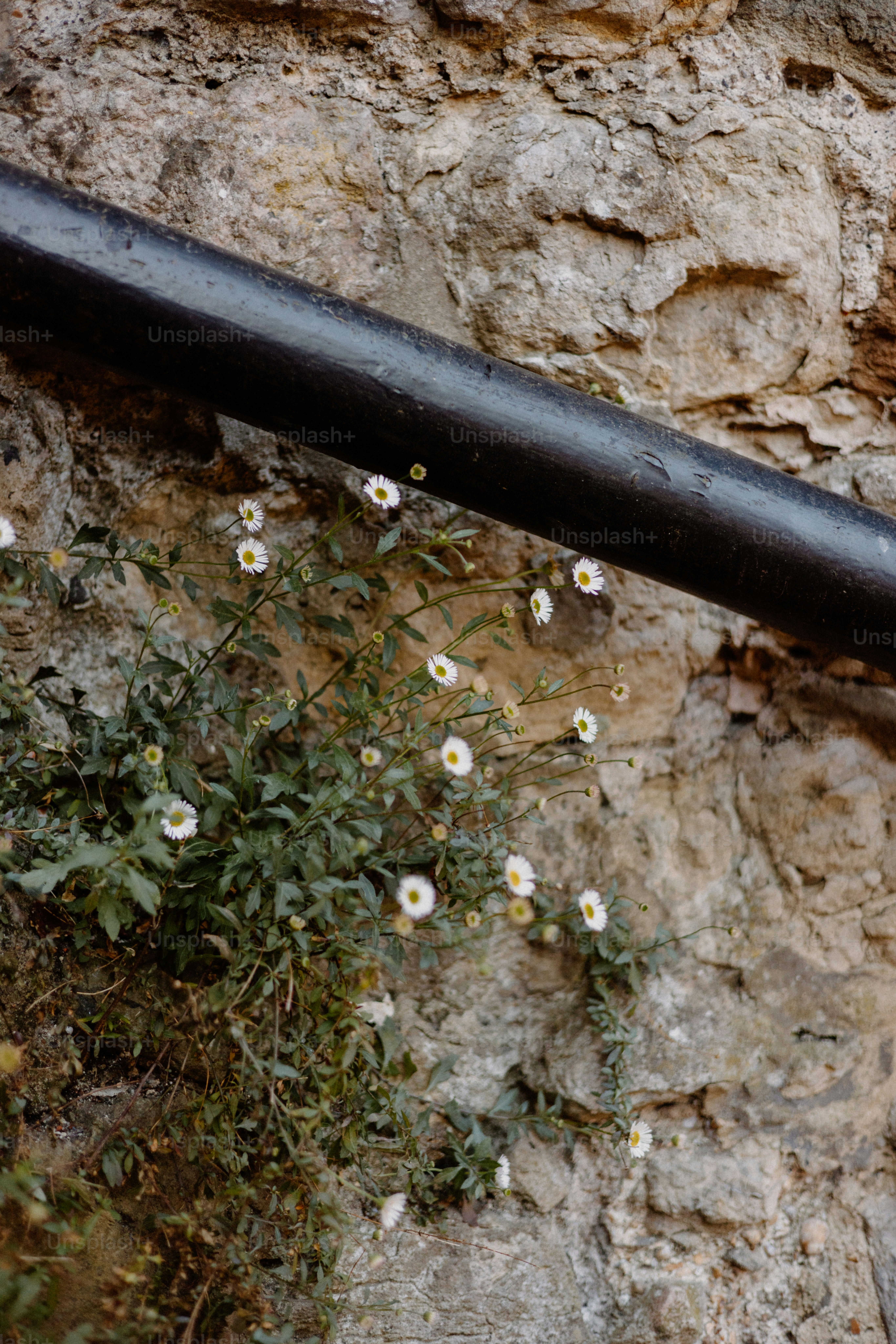 Las flores florecen junto a un viejo muro de piedra.