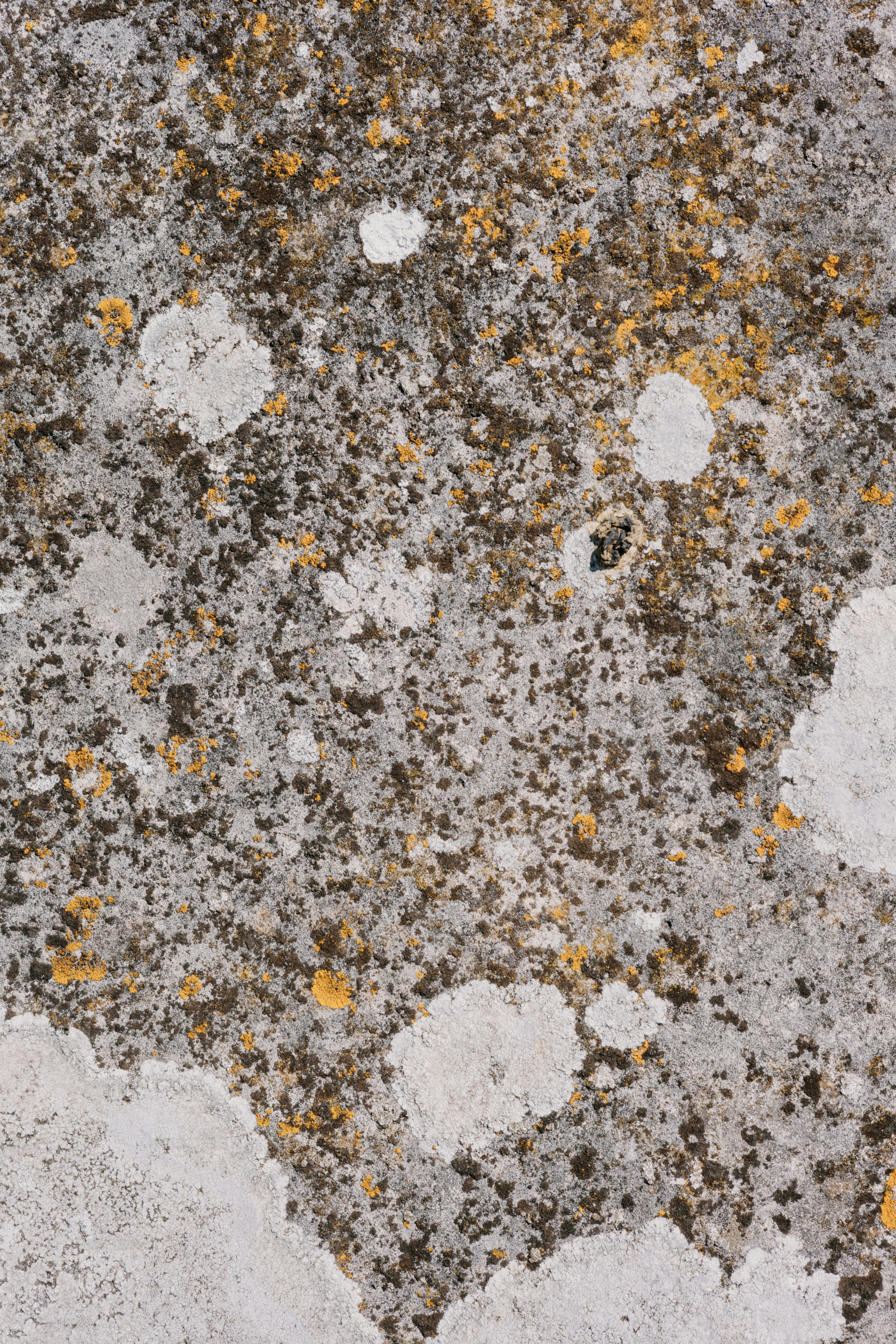 Líquenes y musgo que crecen sobre una superficie de piedra texturizada.