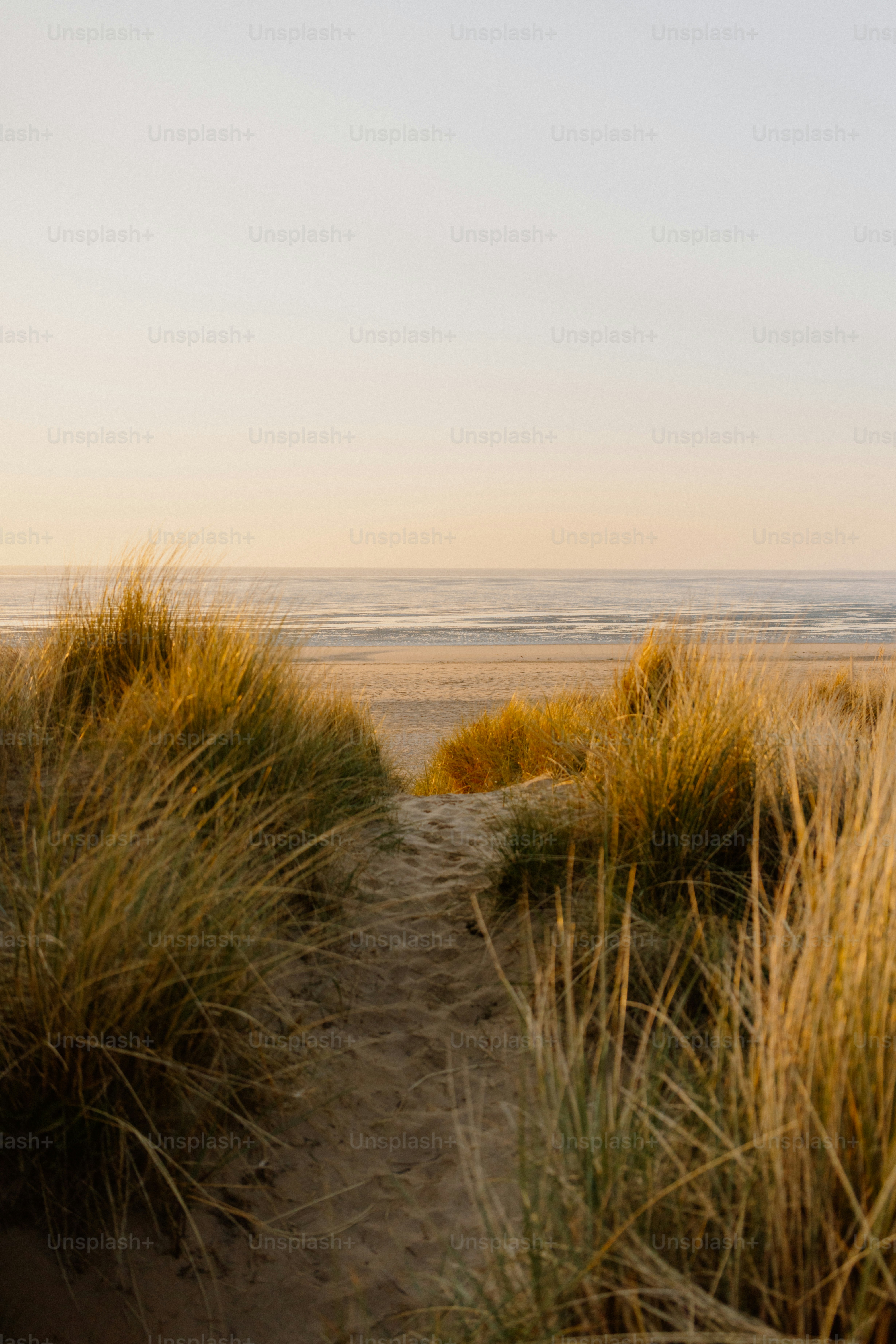 Path leads to a serene beach at sunset.