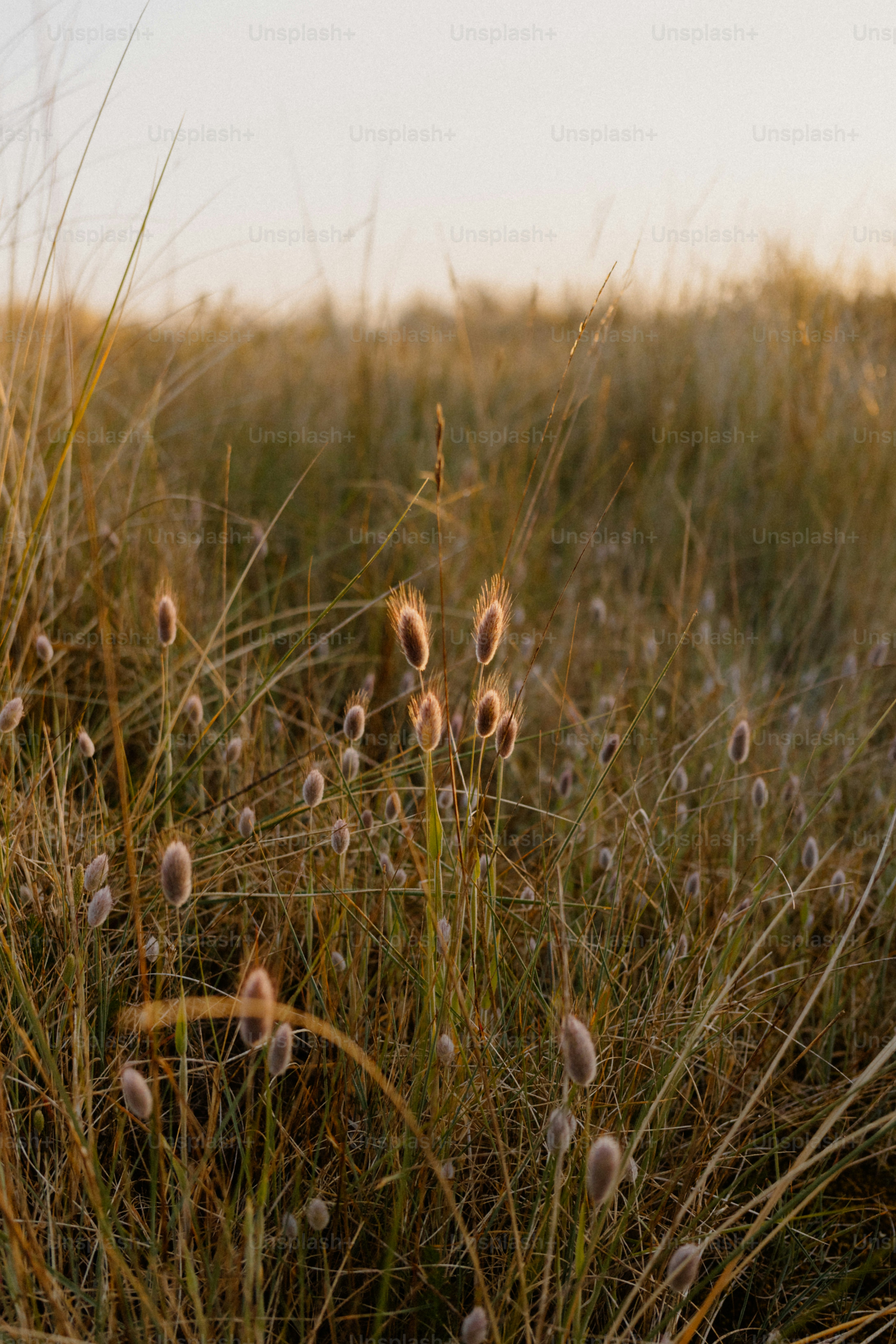 Grasses and plants in the sunset's warm light.