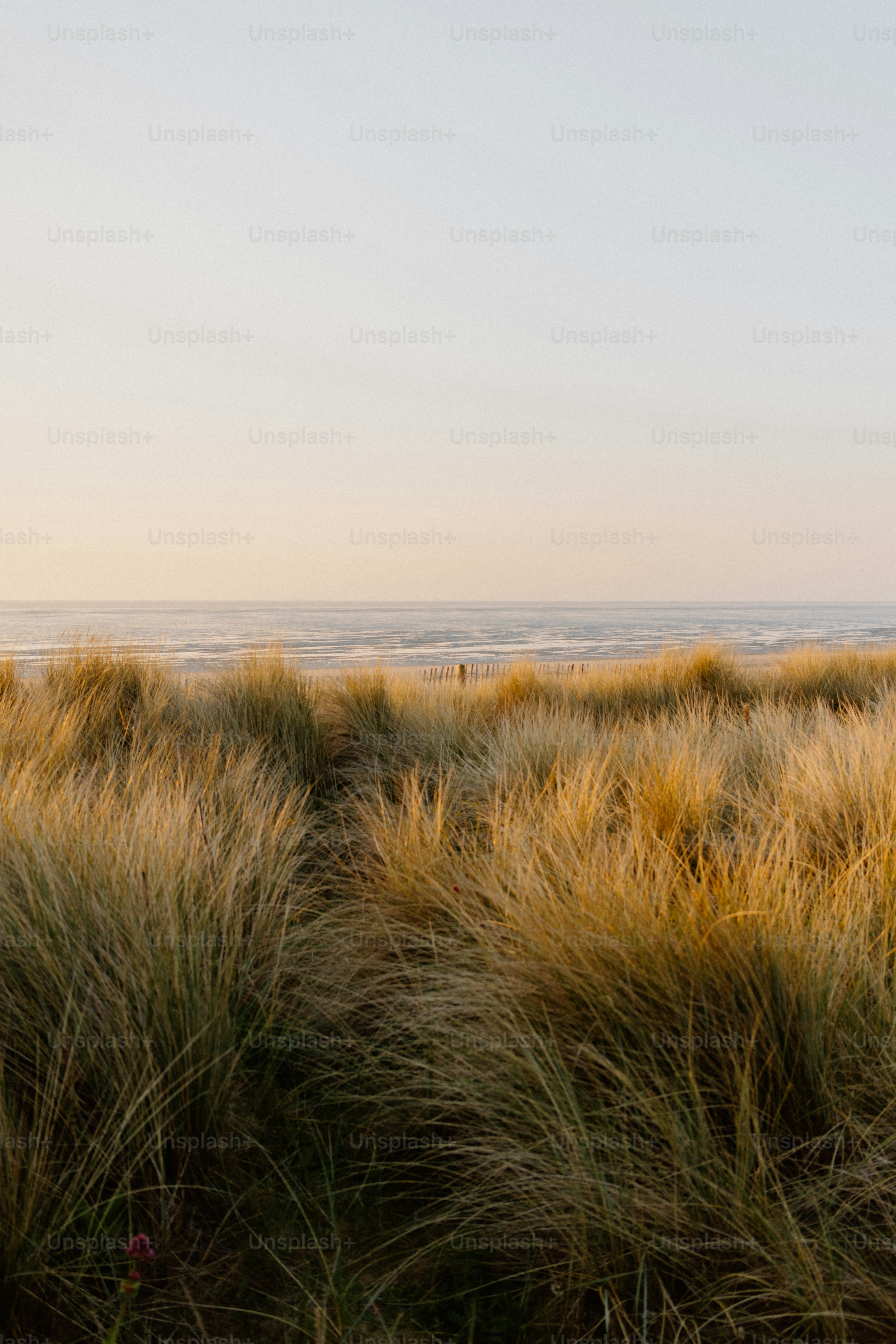 Grassy dunes lead to the serene ocean.