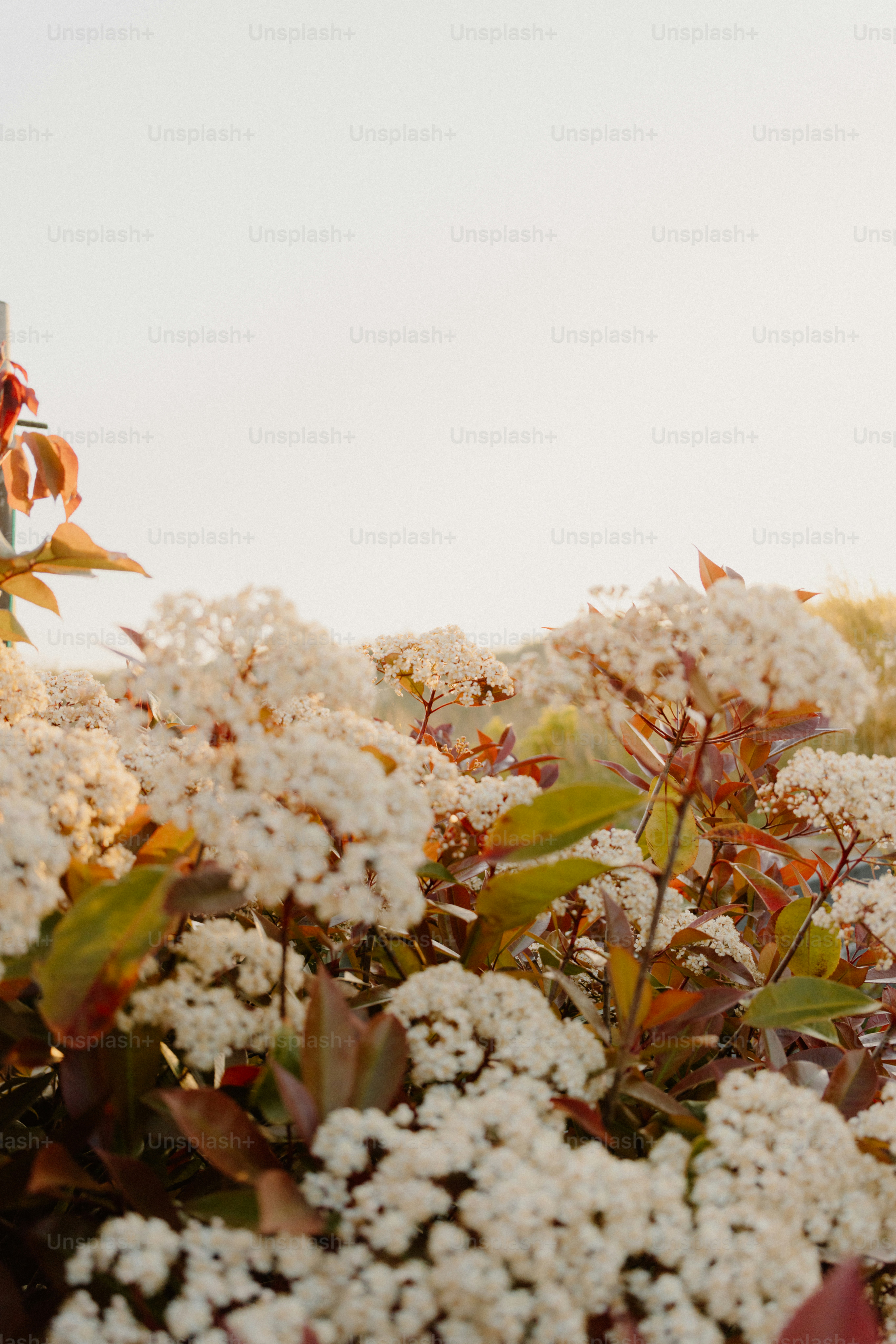 Clusters of white flowers against the bright sky.