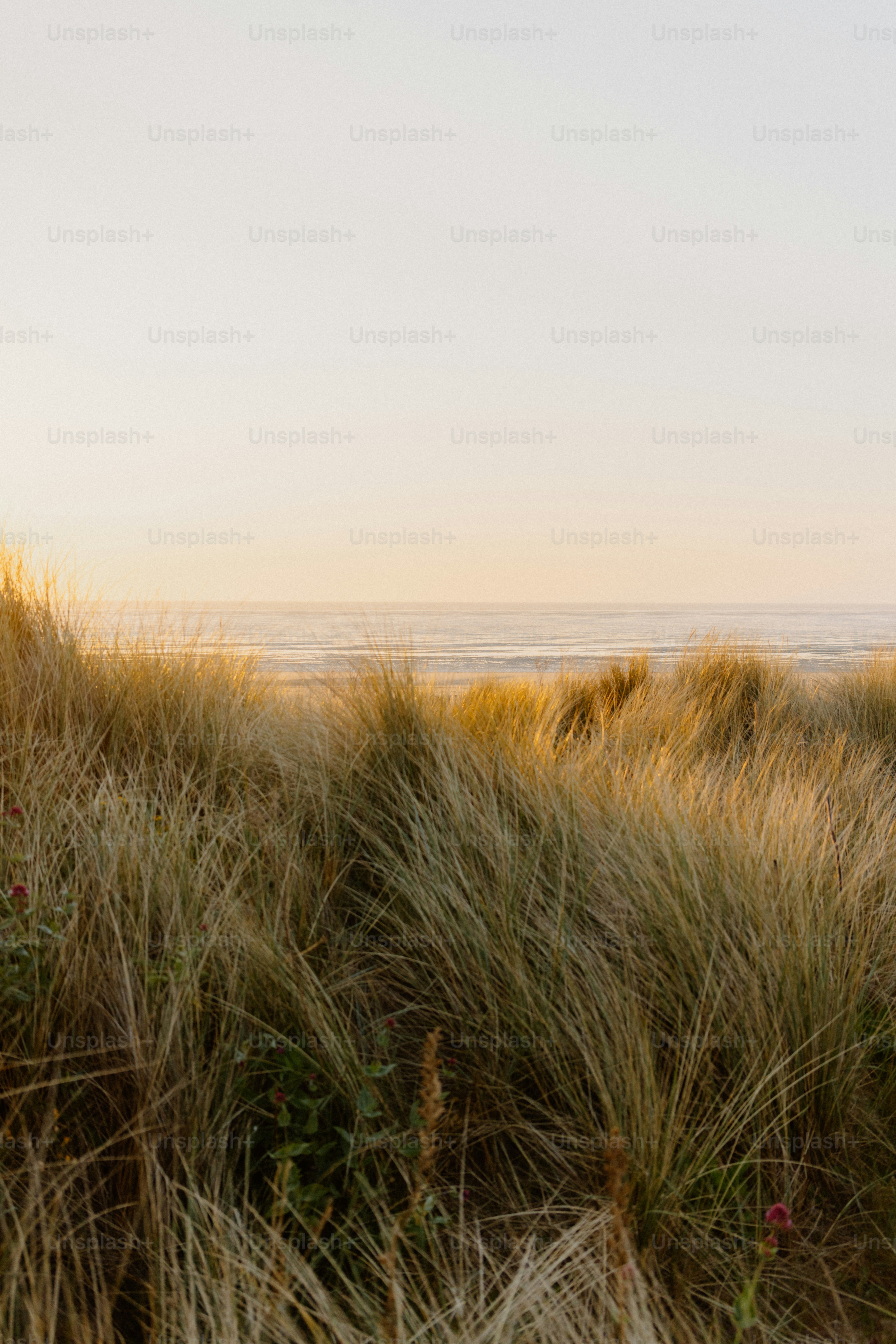 Dunes meet the ocean under a pastel sky.