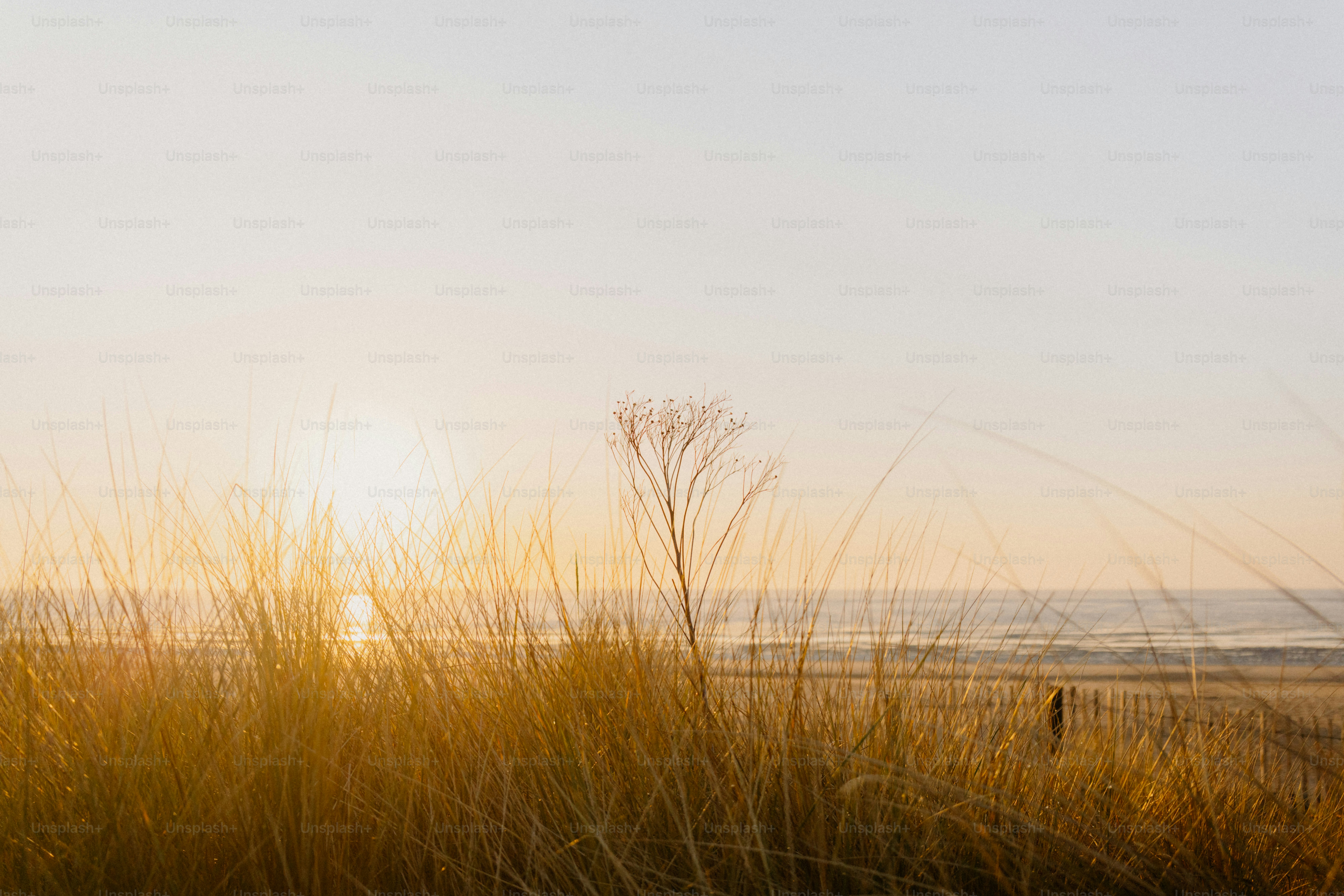 Sunset over the ocean with tall grass in view. photo – Sunset Image on ...