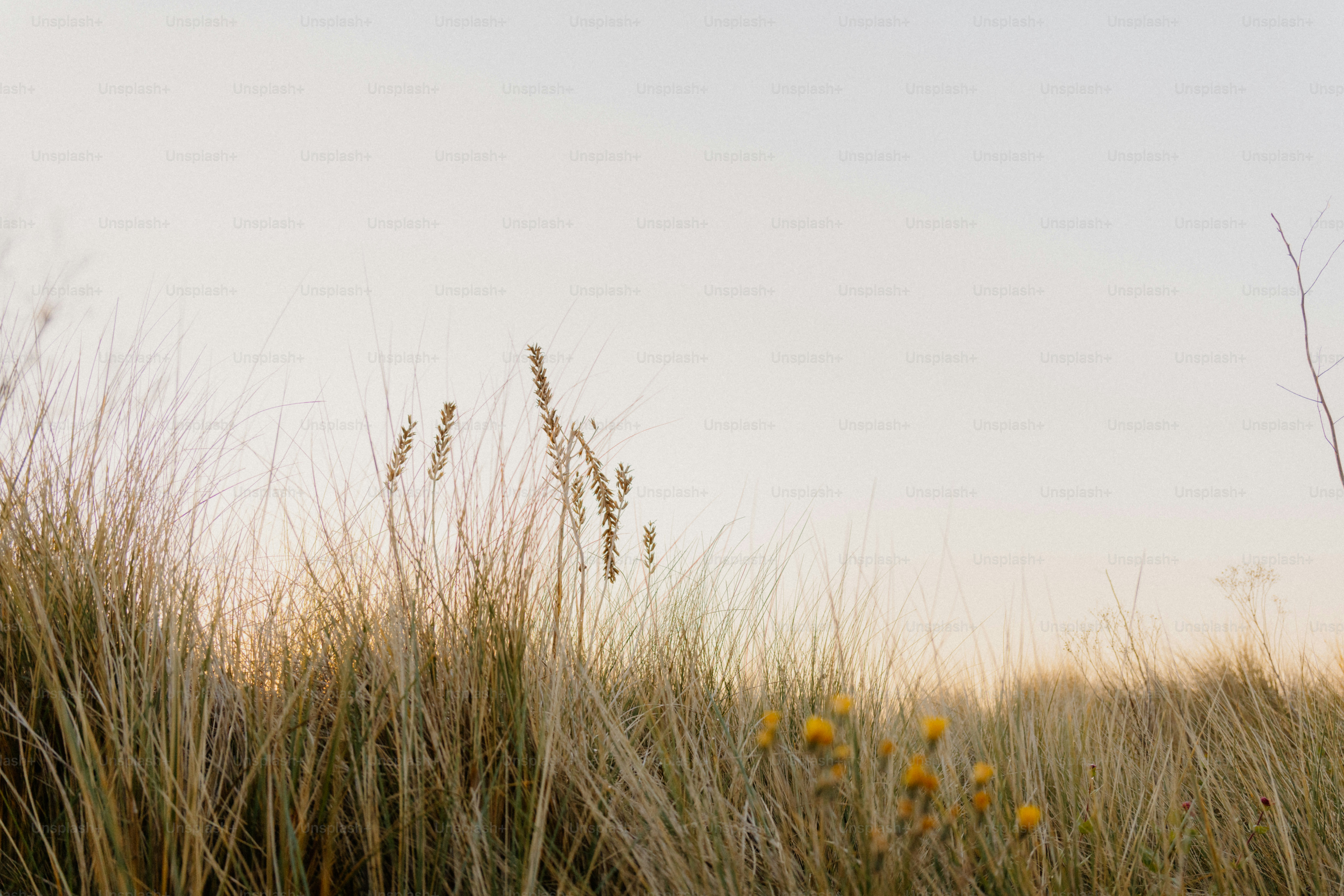 La hierba y las flores se mecen frente al cielo. foto – Imagen de ...