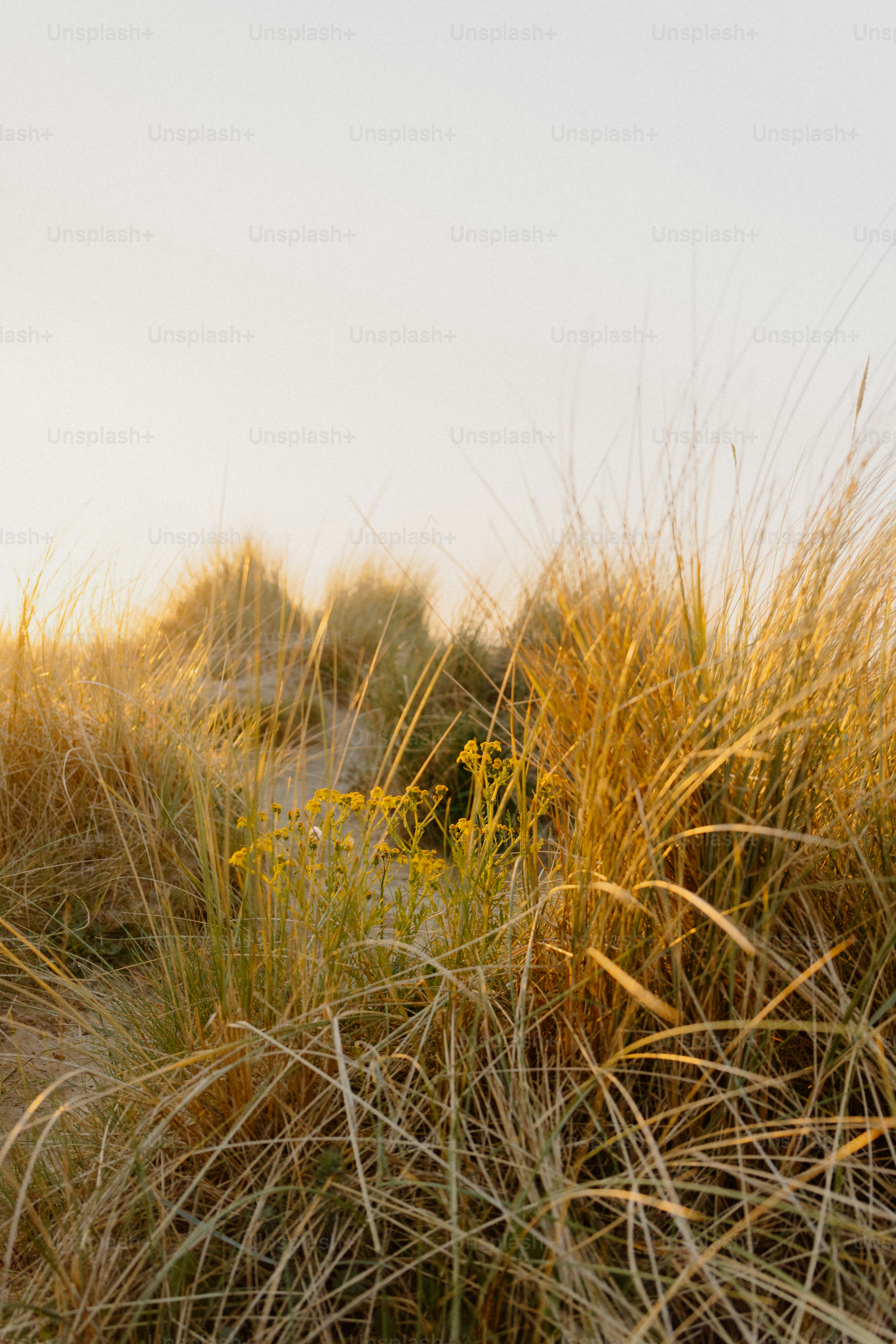 Grasses and plants on a sunny beach.