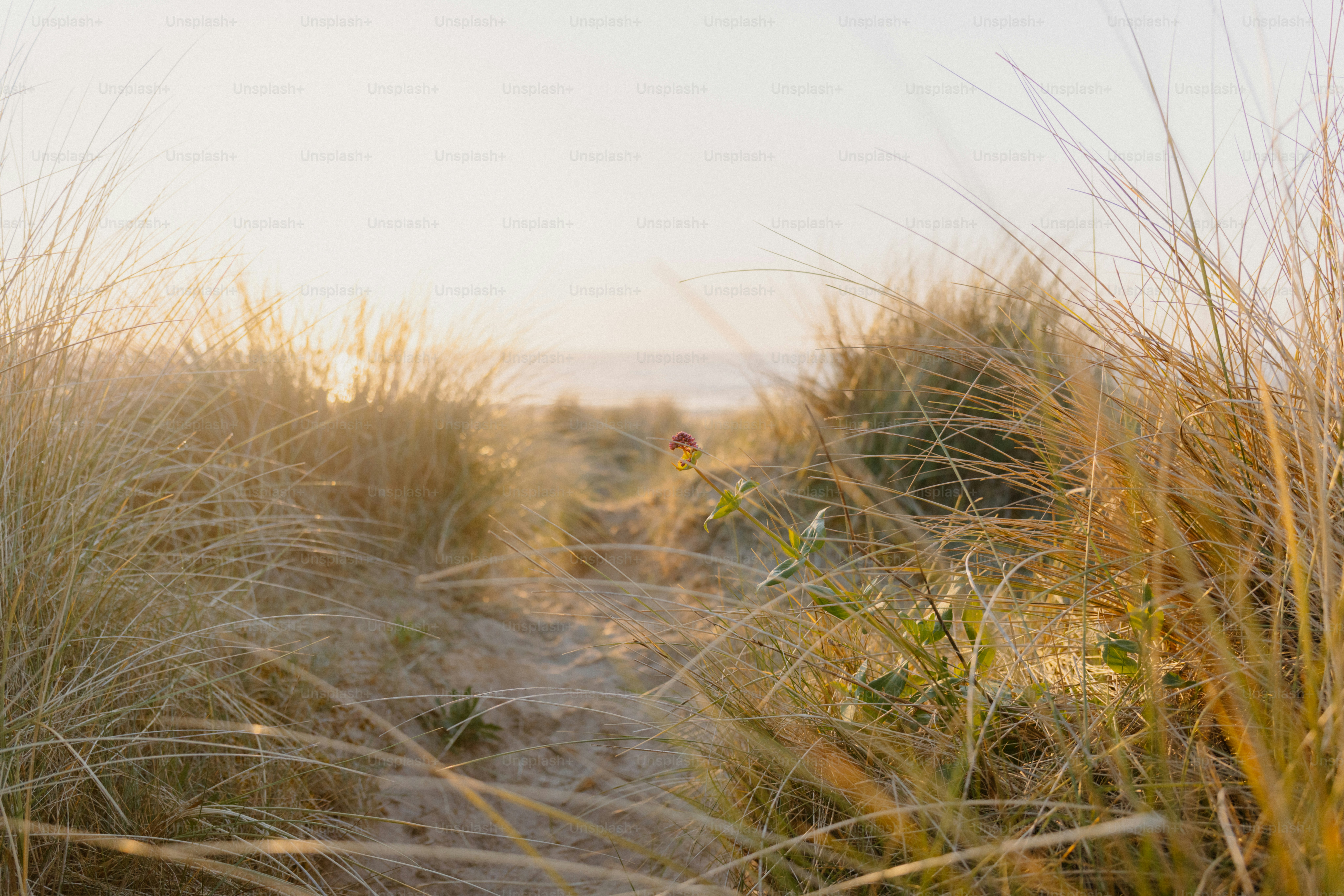 A sandy path leads to the ocean. photo – Sunset Image on Unsplash