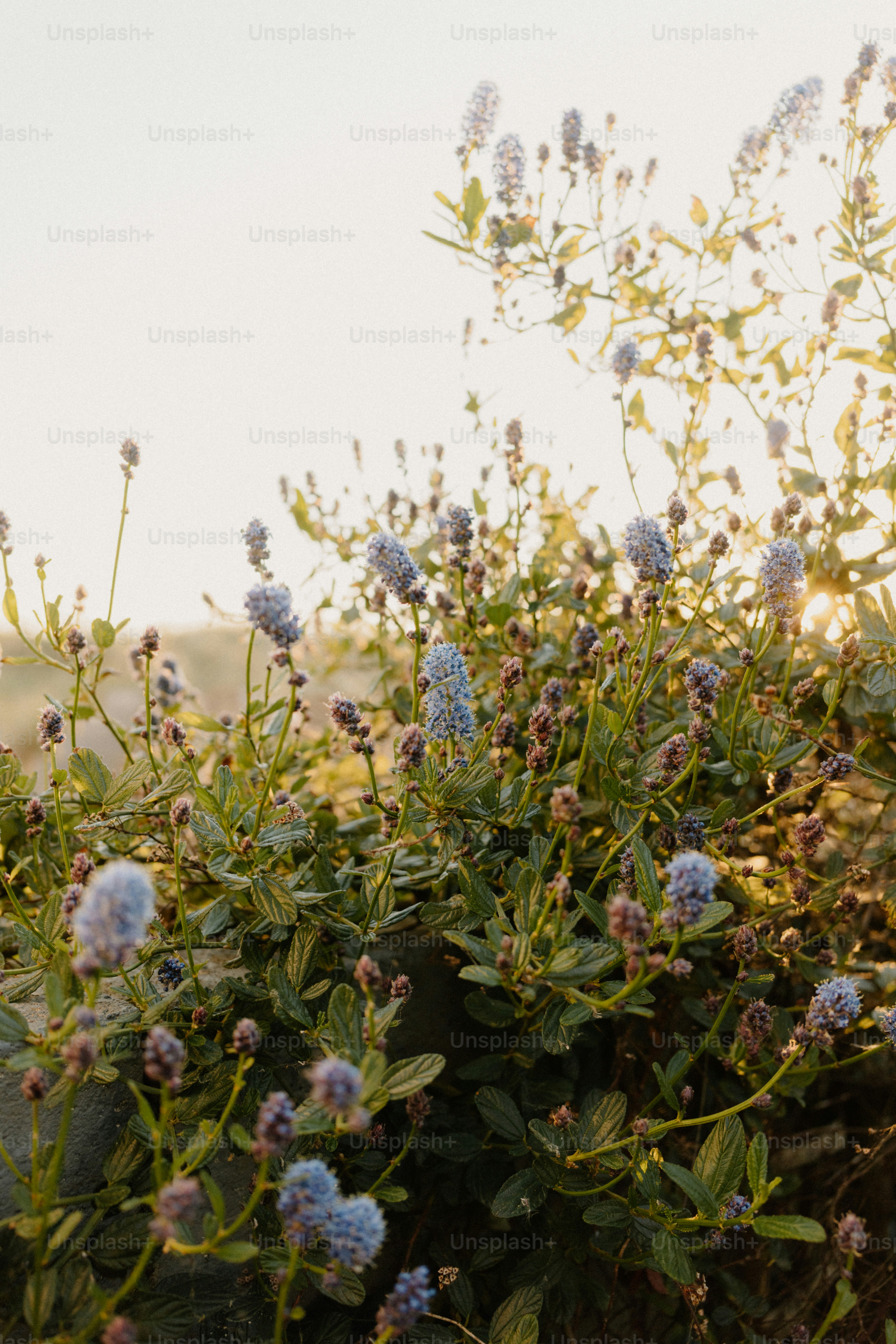 Blue wildflowers bloom in warm, soft light.