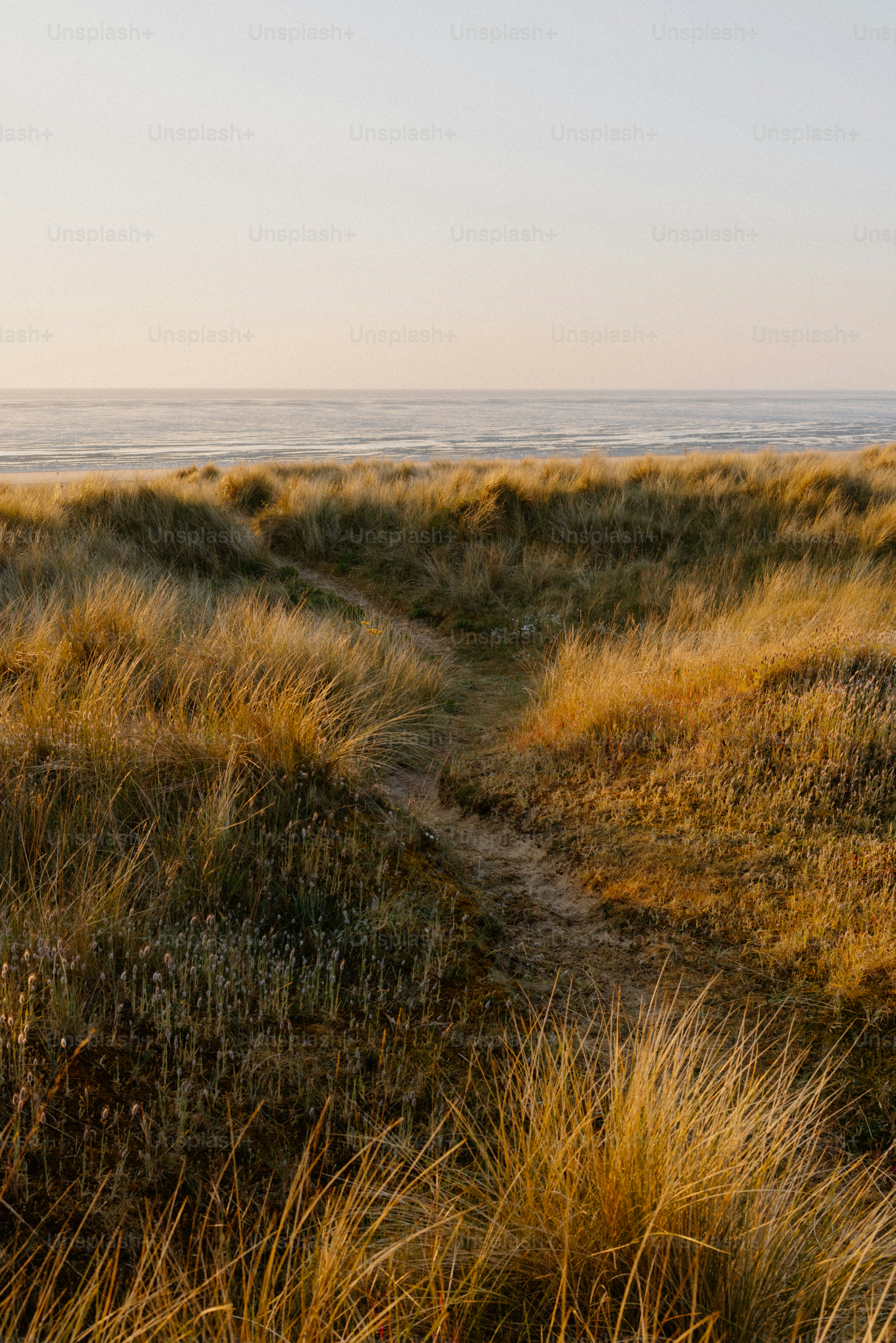 Path leads through tall grass to the sea.