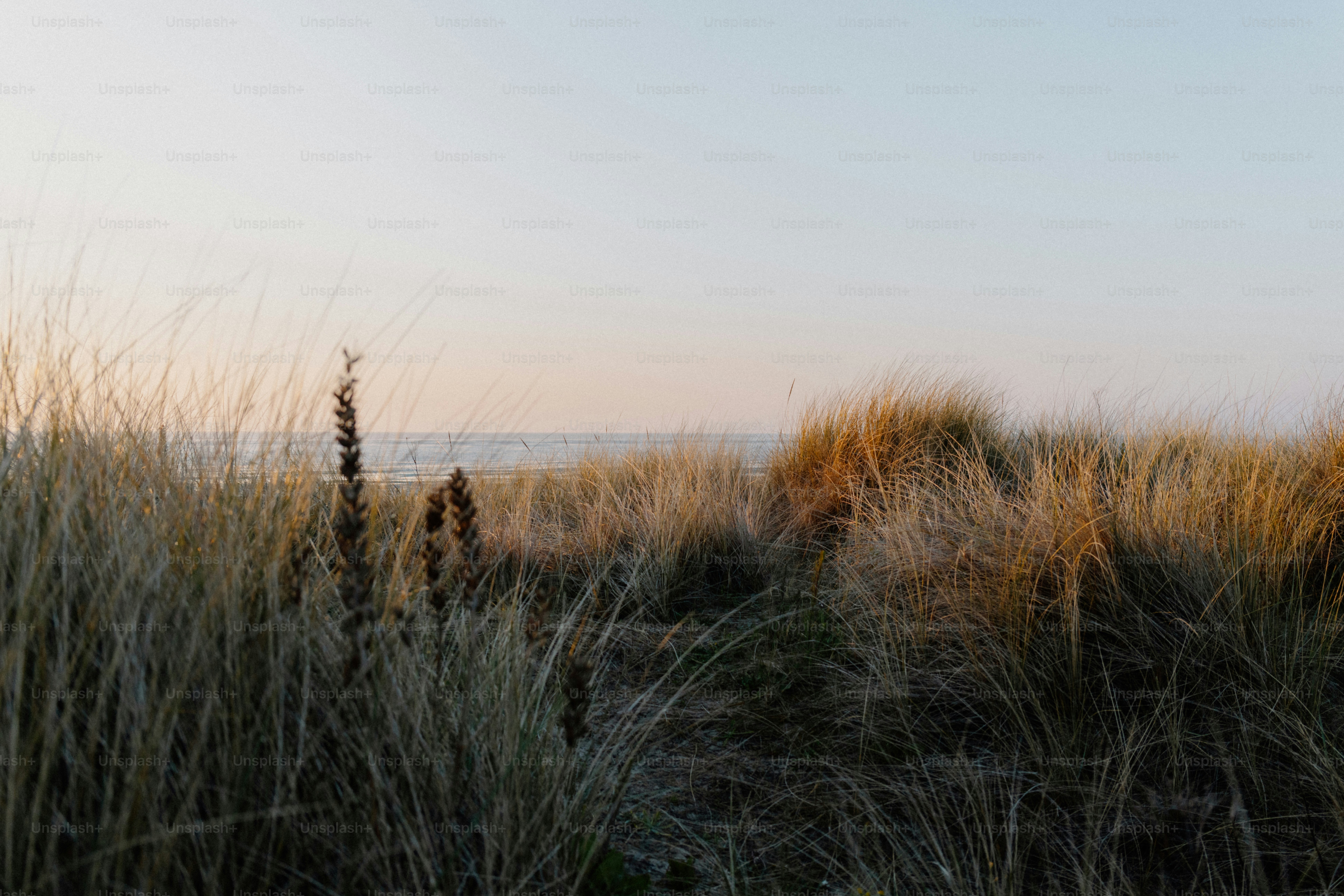 Grassy dunes on a beach with a calm ocean.