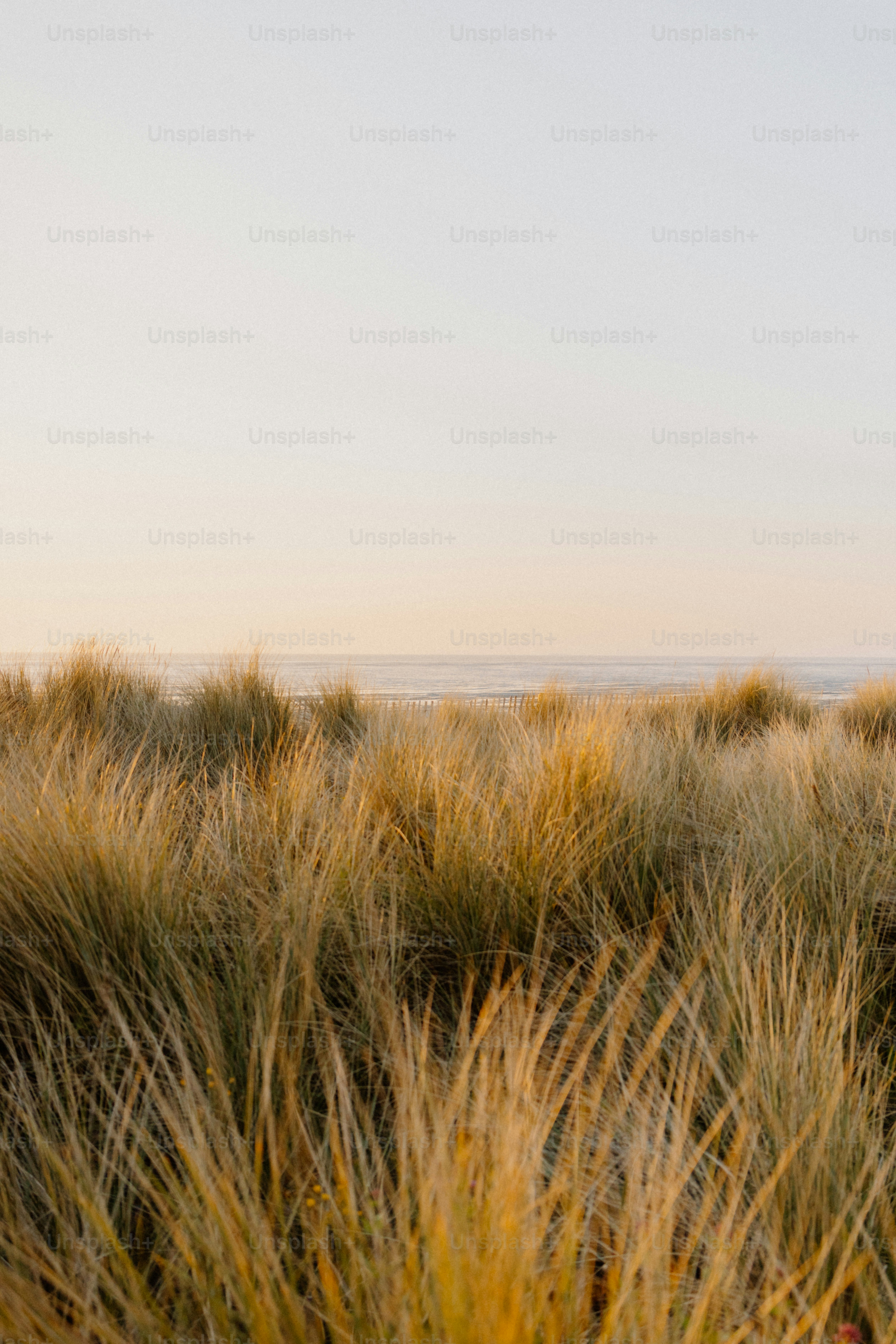 Grasses blow in the wind on the shore.