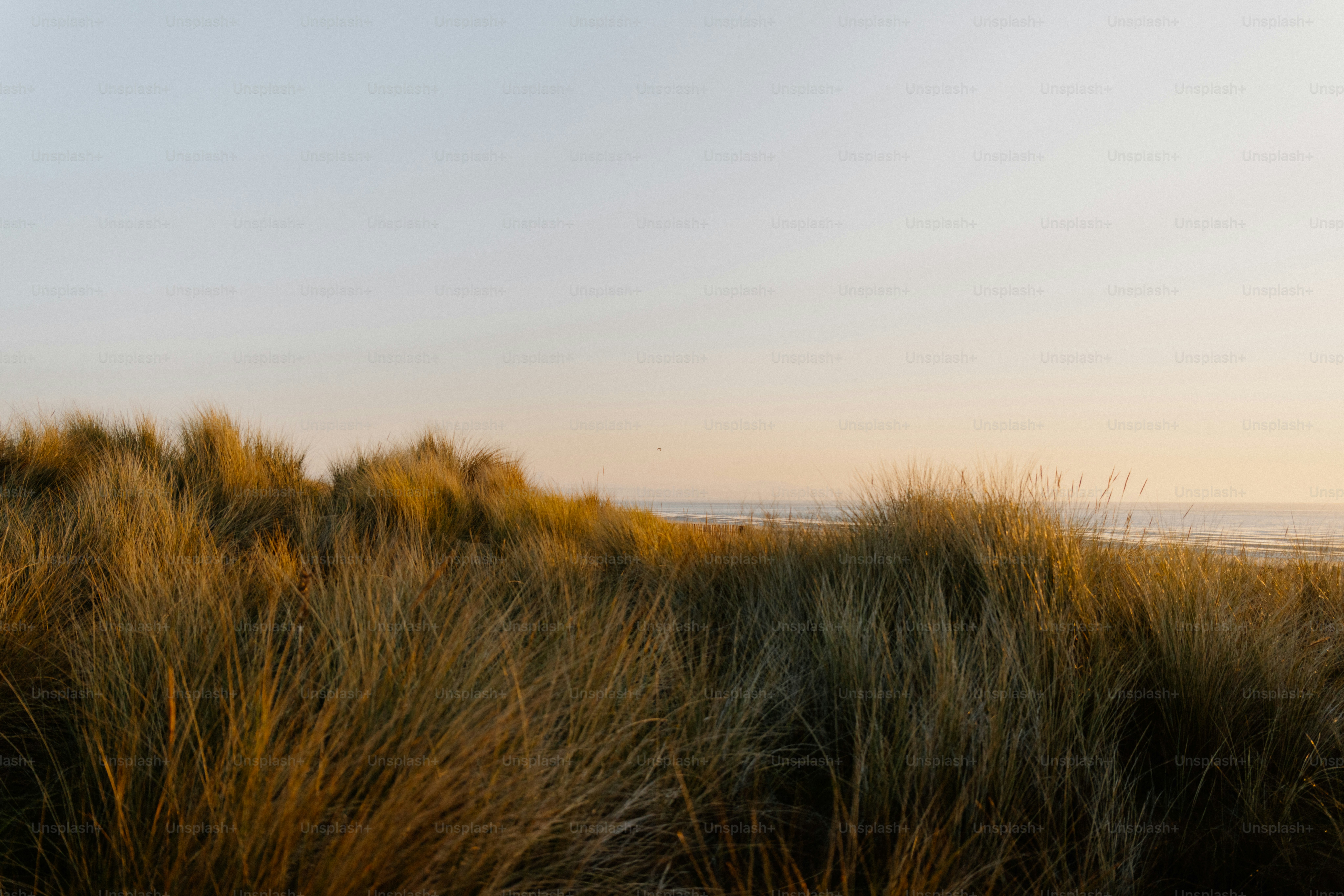 Grasses on the sand dunes at sunset.