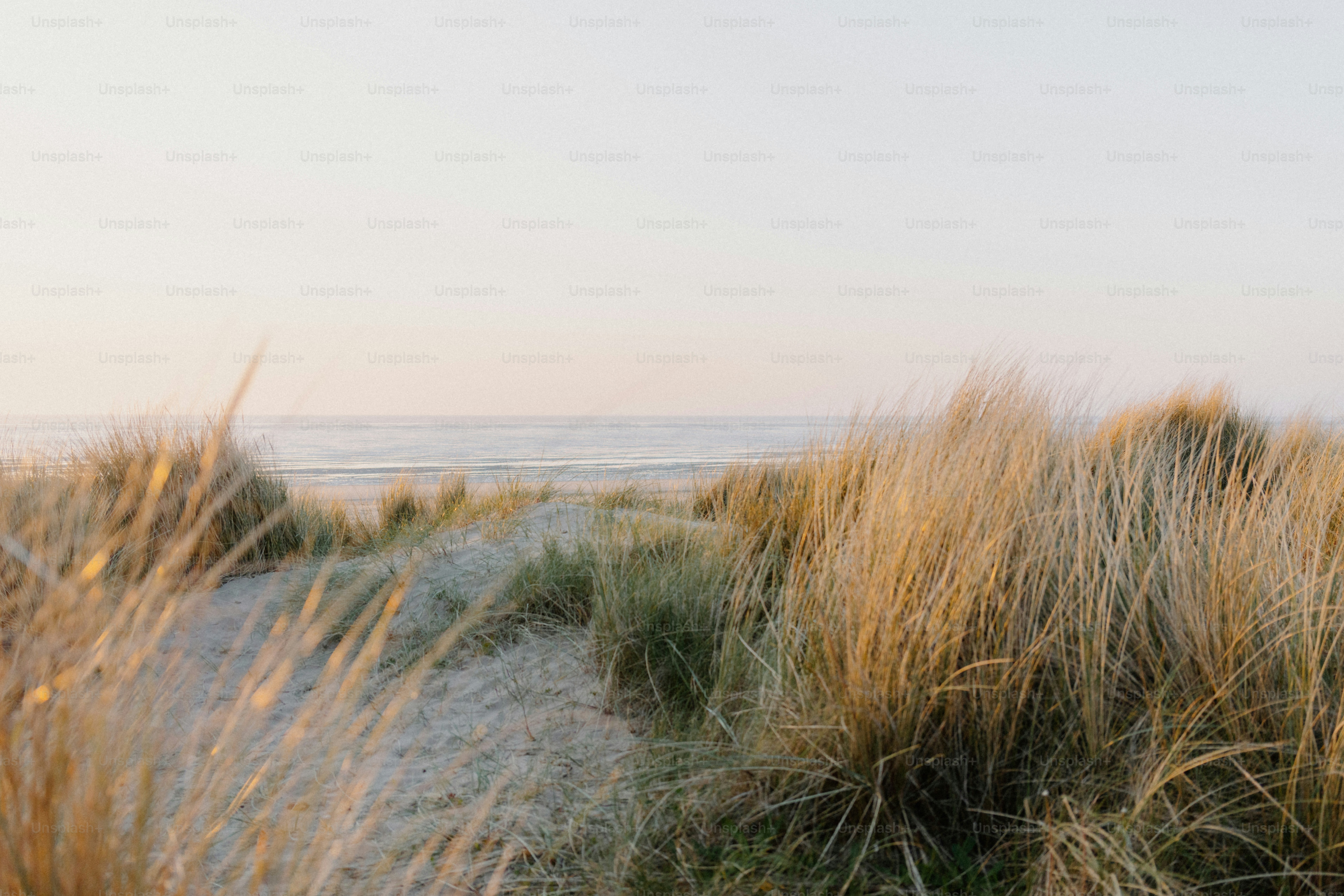 Grasses on a sand dune gaze at the sea