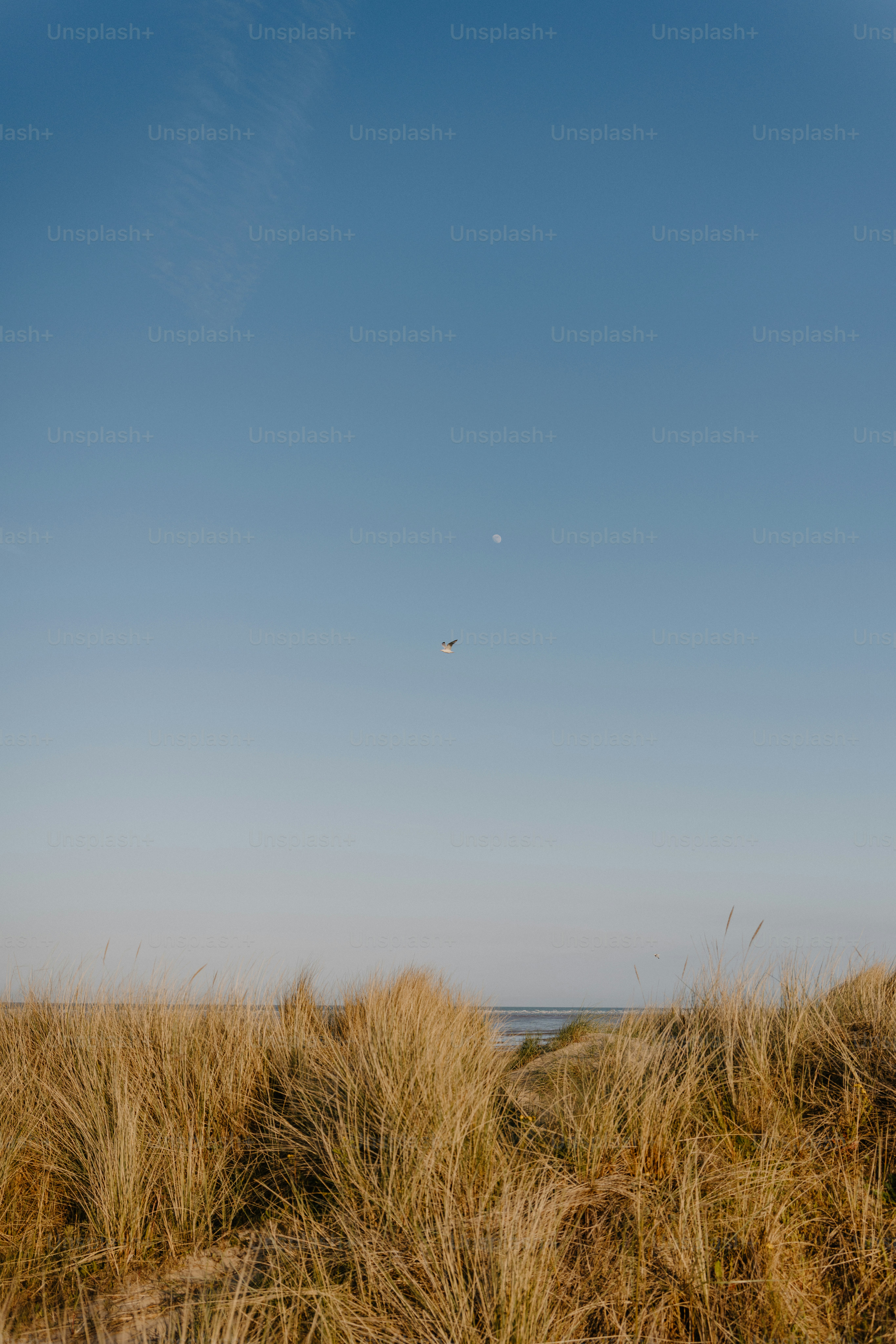 A seagull flies over sand dunes on a sunny day. photo – Minimal Image ...