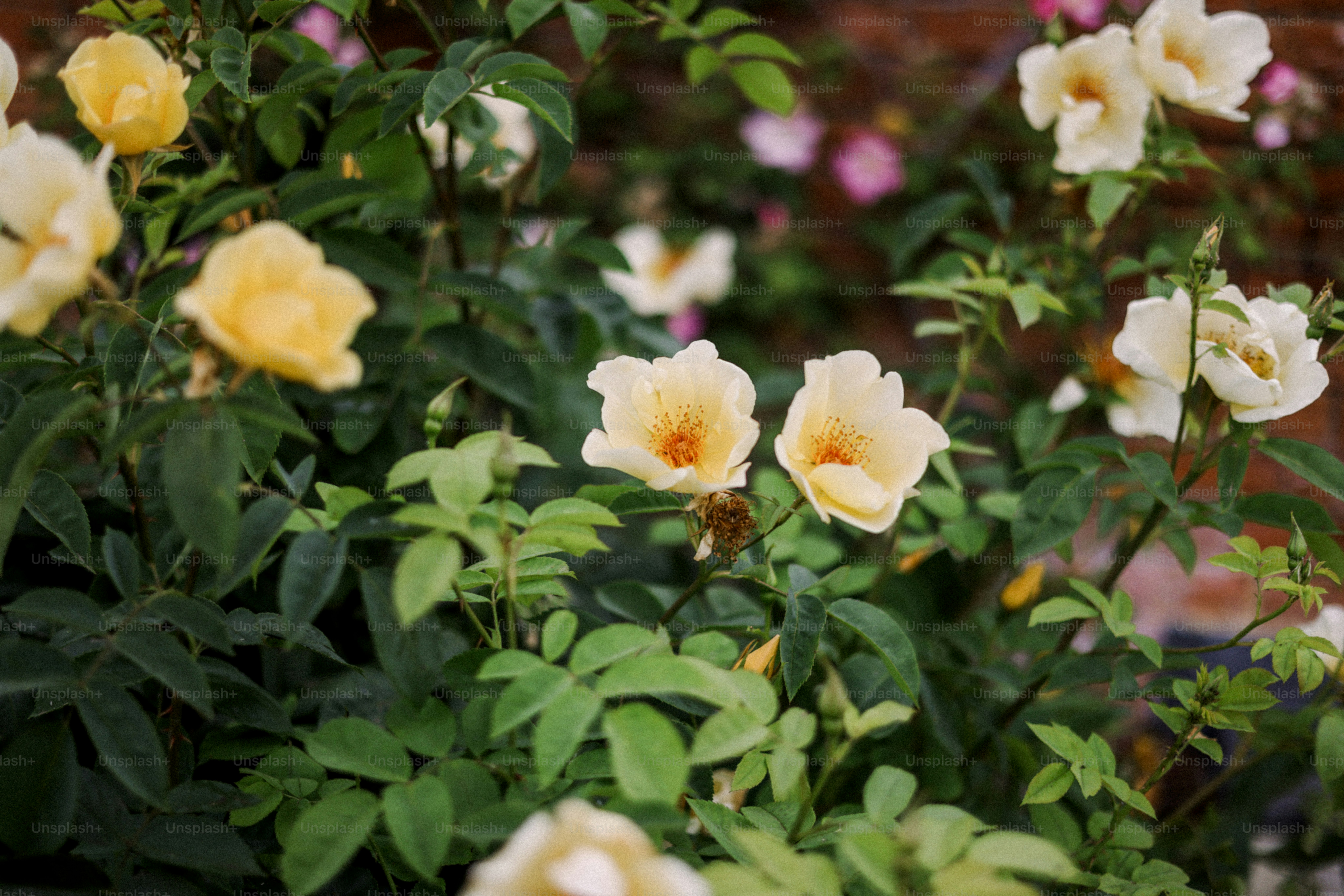 Pink roses grow on a brick wall. photo – Green Image on Unsplash