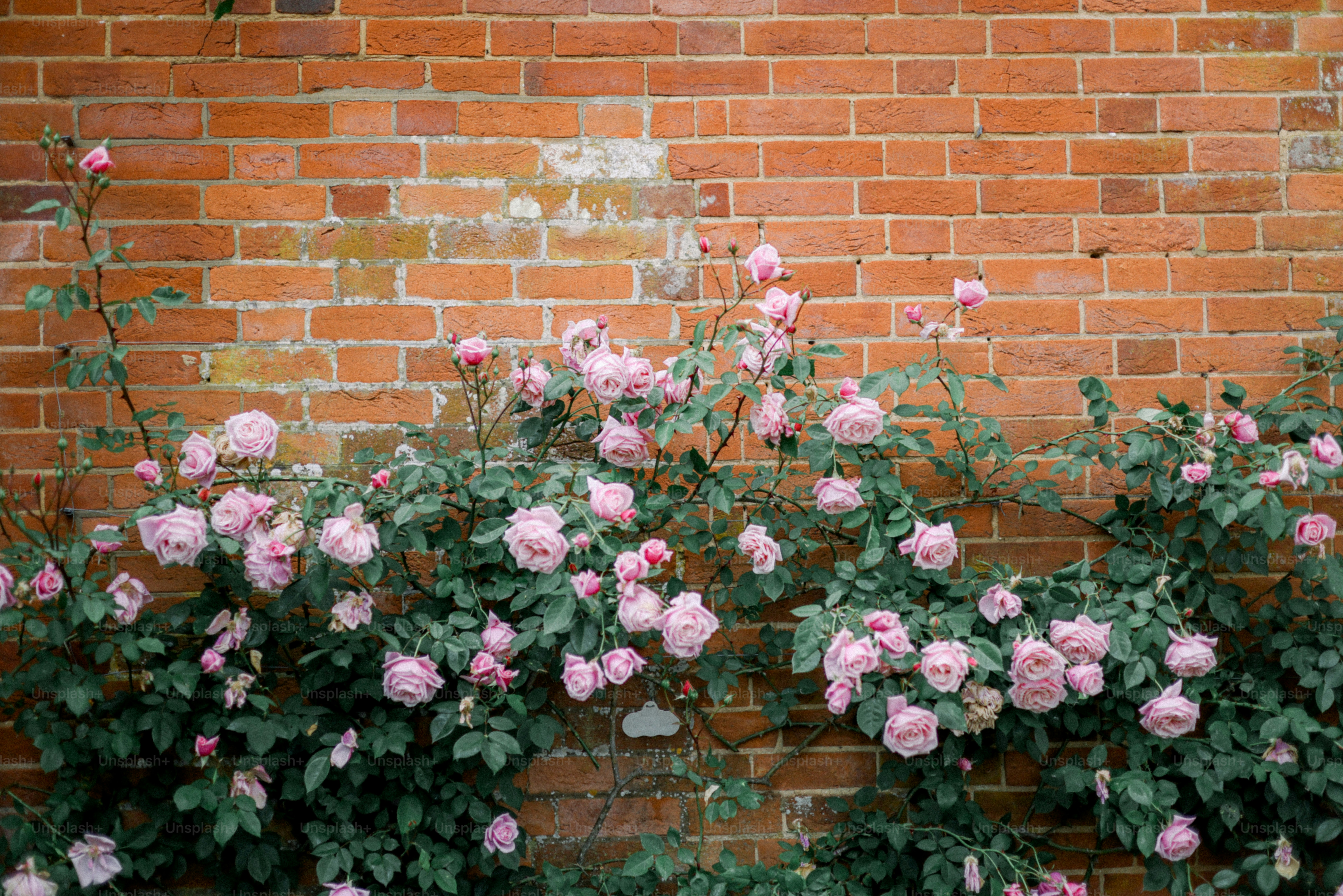 Pink roses grow on a brick wall