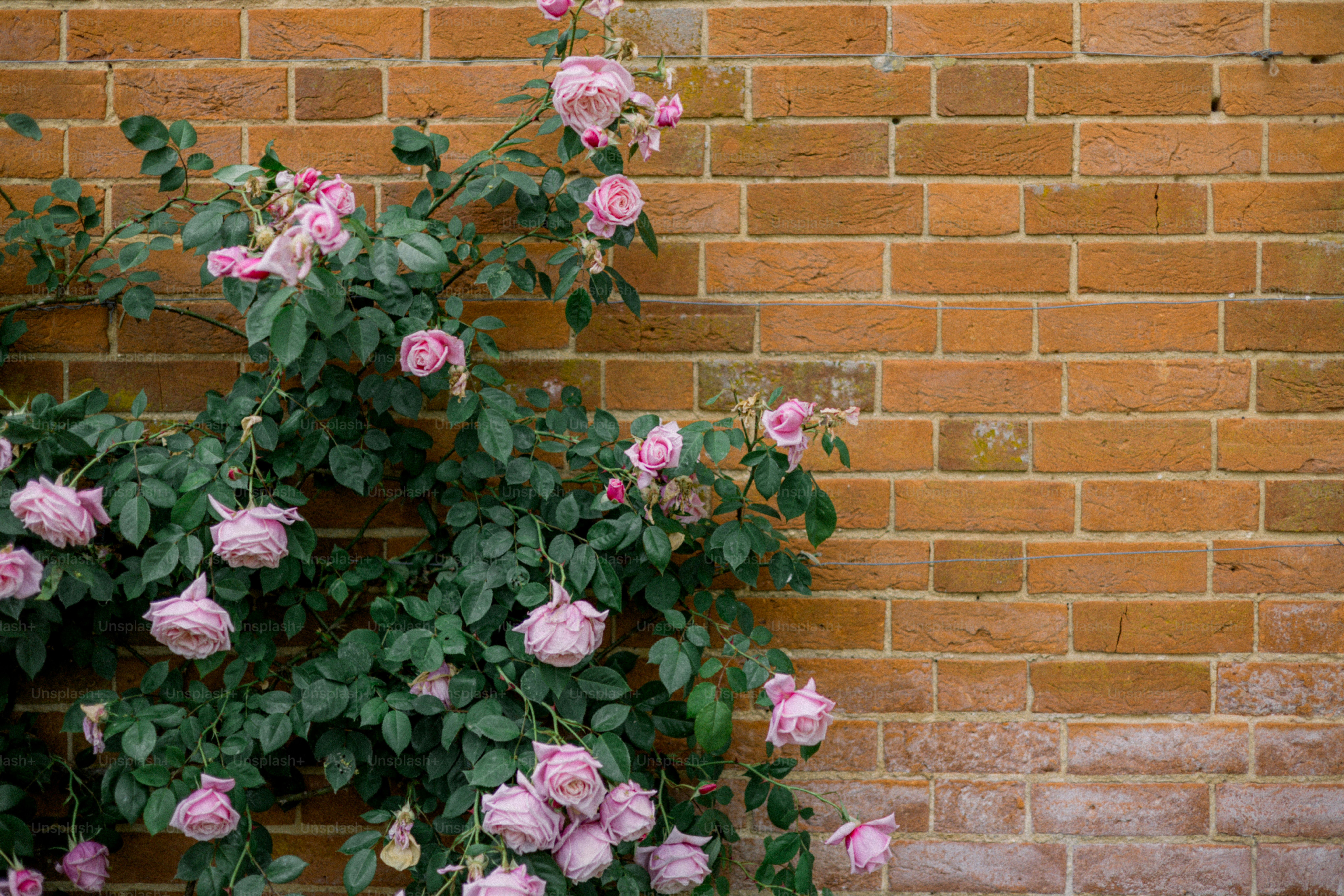 Pink roses grow on a brick wall. photo – Green Image on Unsplash