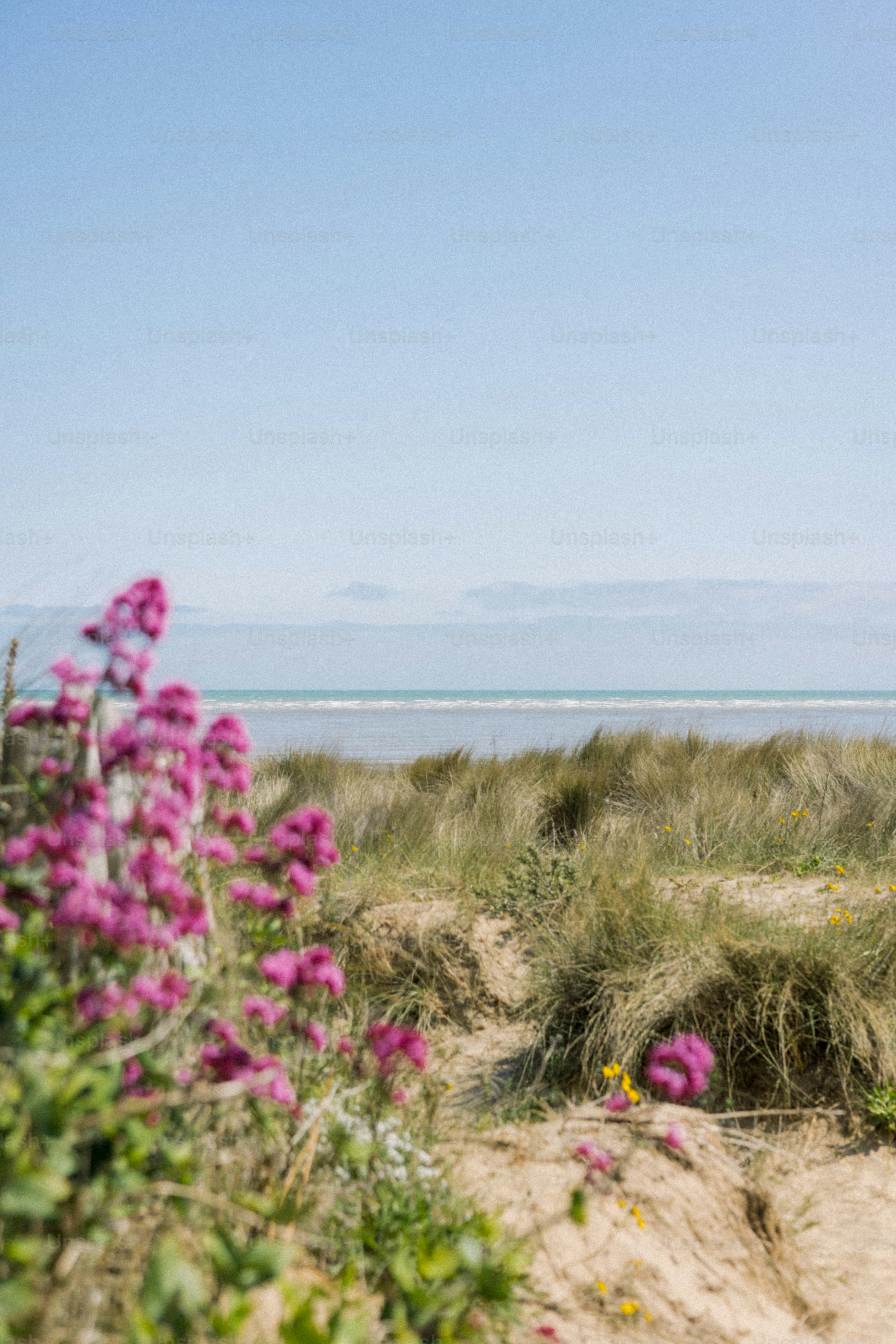 砂浜や海の近くに花が咲きます。