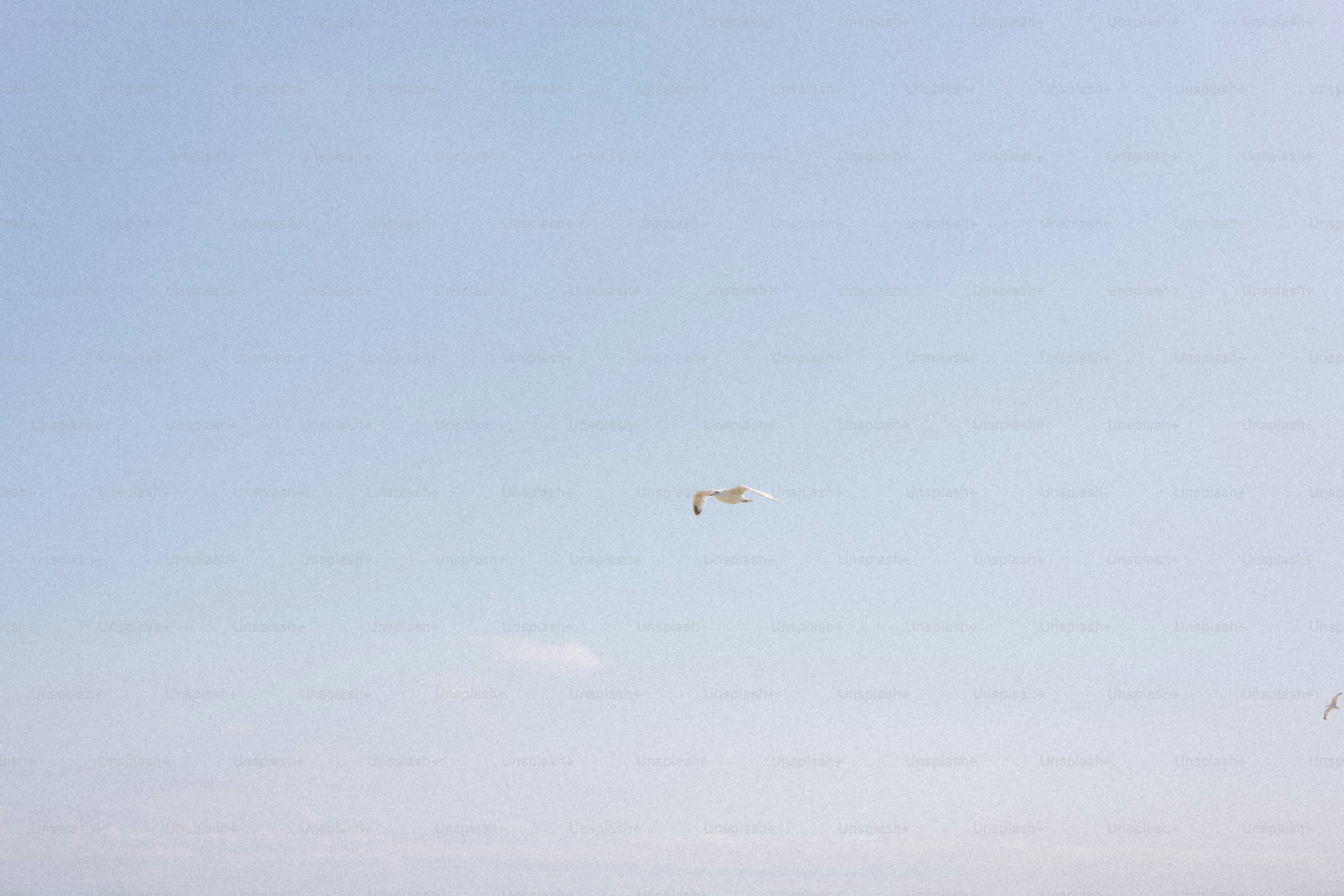 A seagull flies alone in the blue sky.