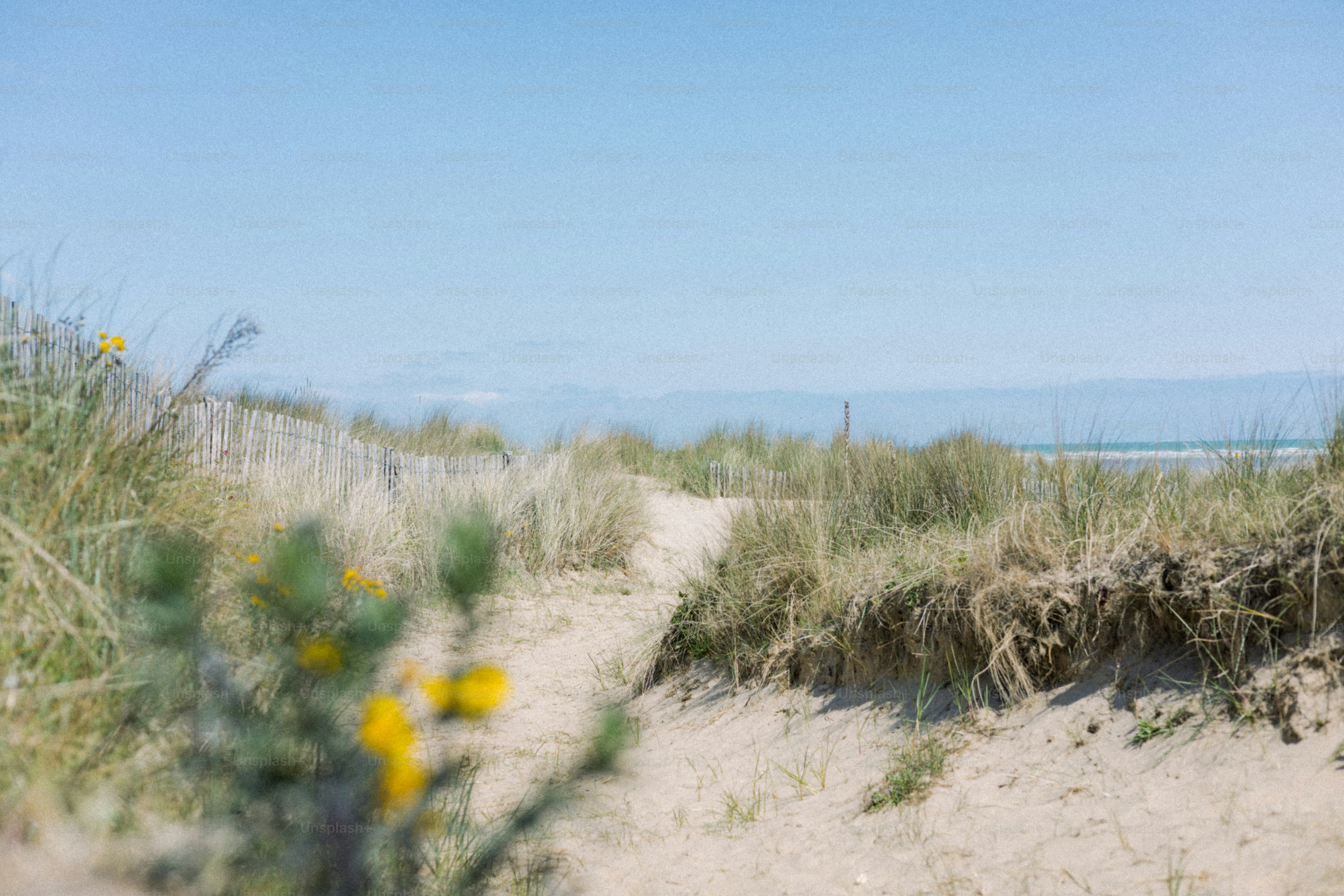 A sandy path leads to the grassy dunes. photo – Summer Image on Unsplash