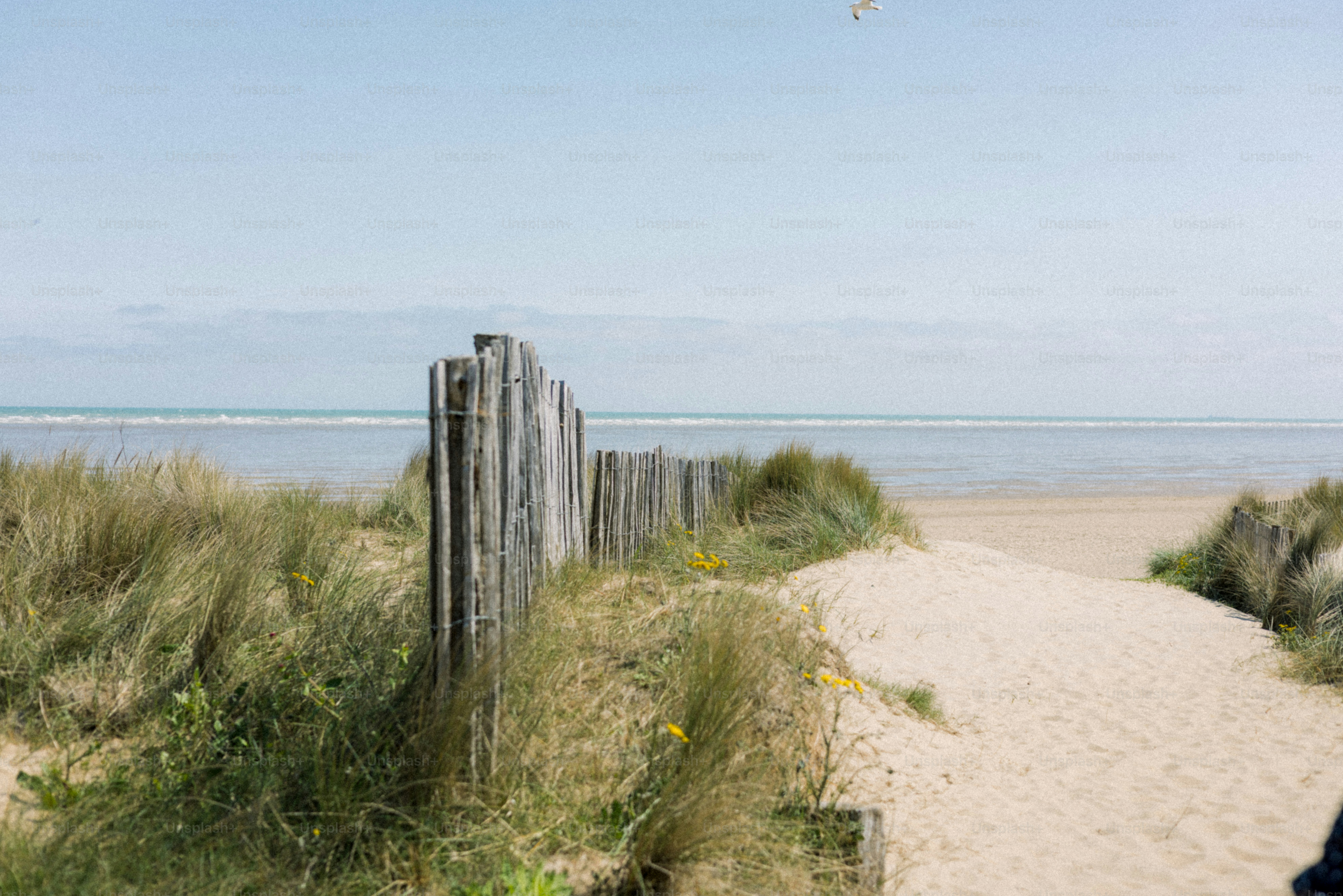A sandy path leads to the beautiful ocean. photo – Summer Image on Unsplash