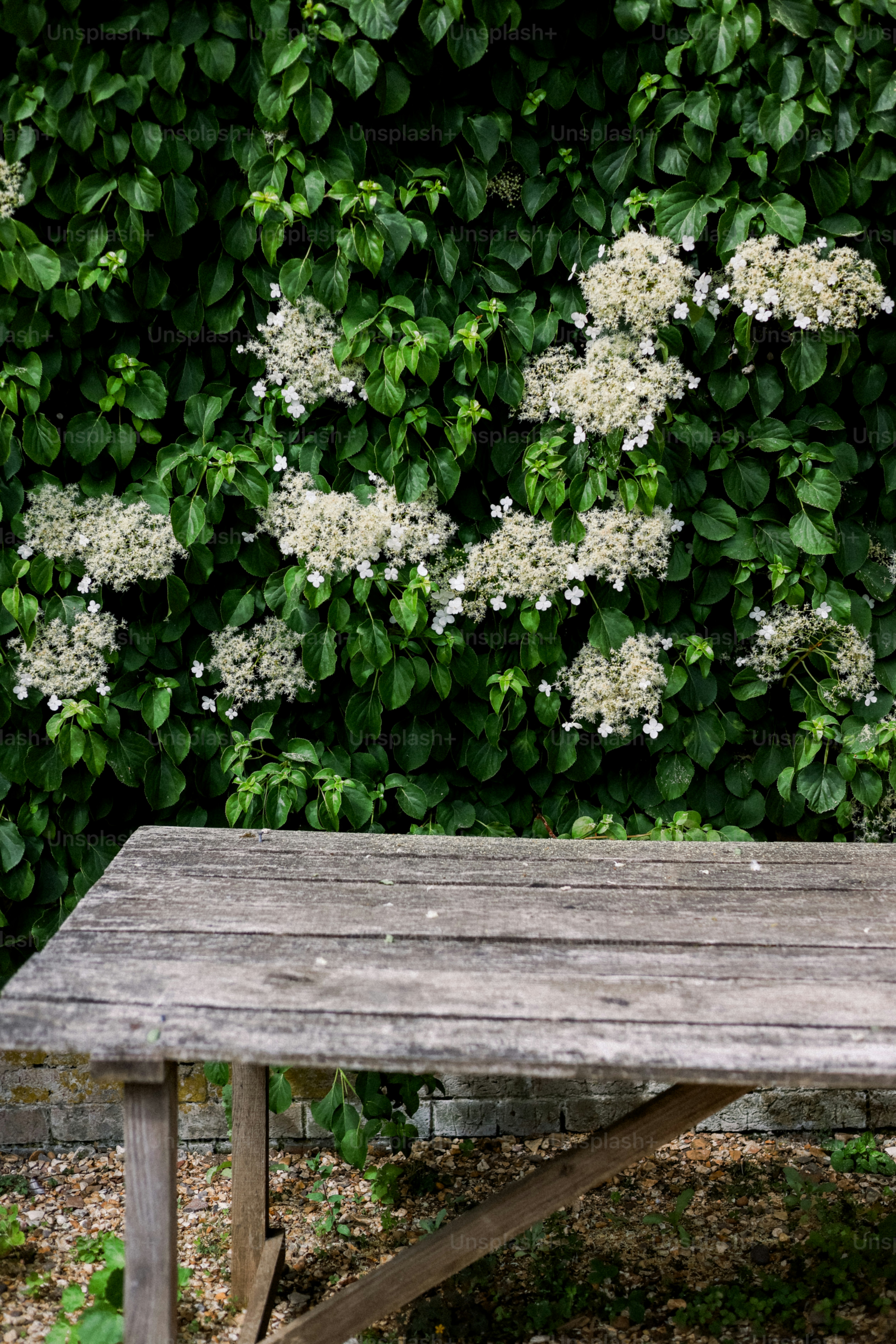 A table sits beneath flourishing white flowers.