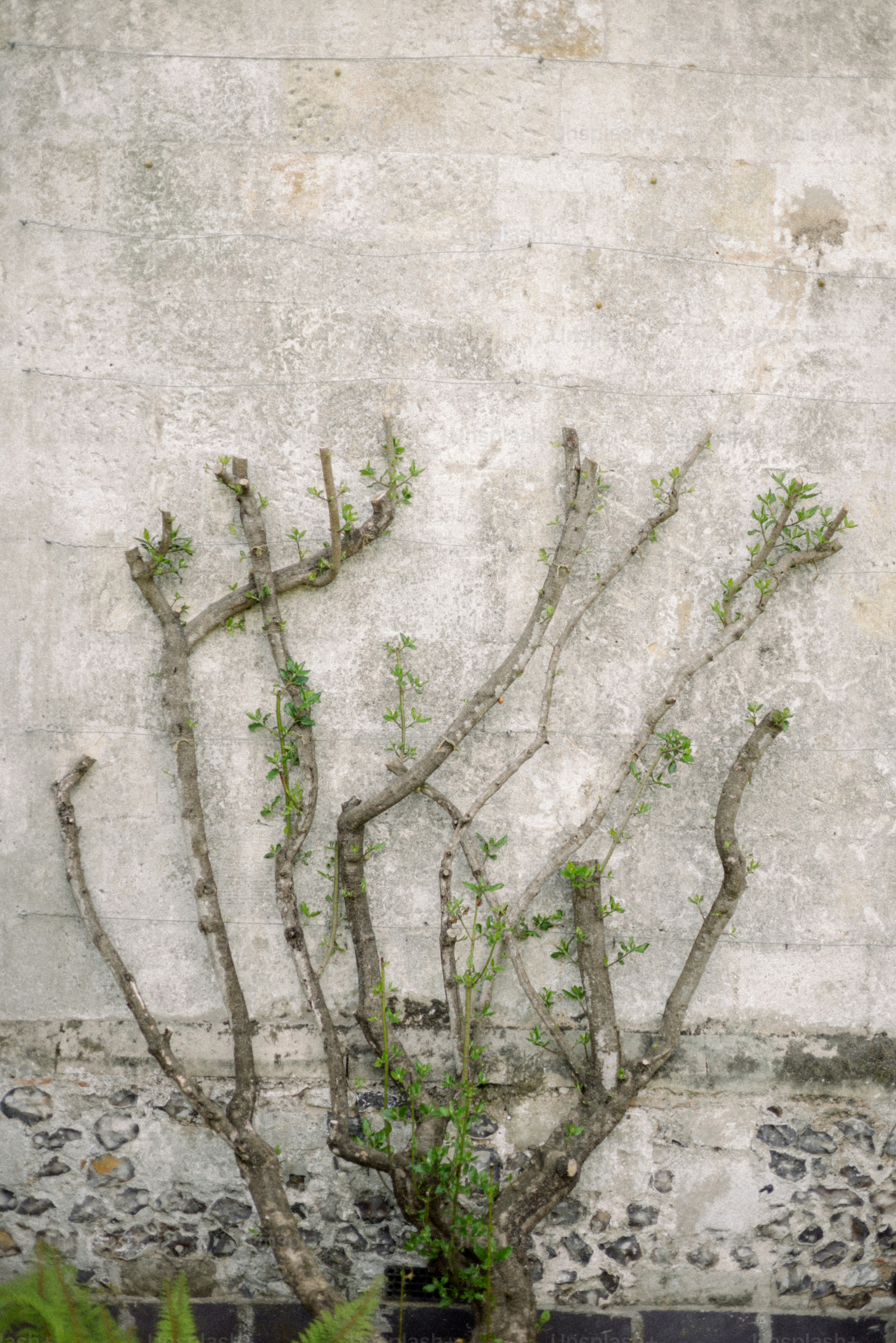Climbing plant growing against a stone wall.