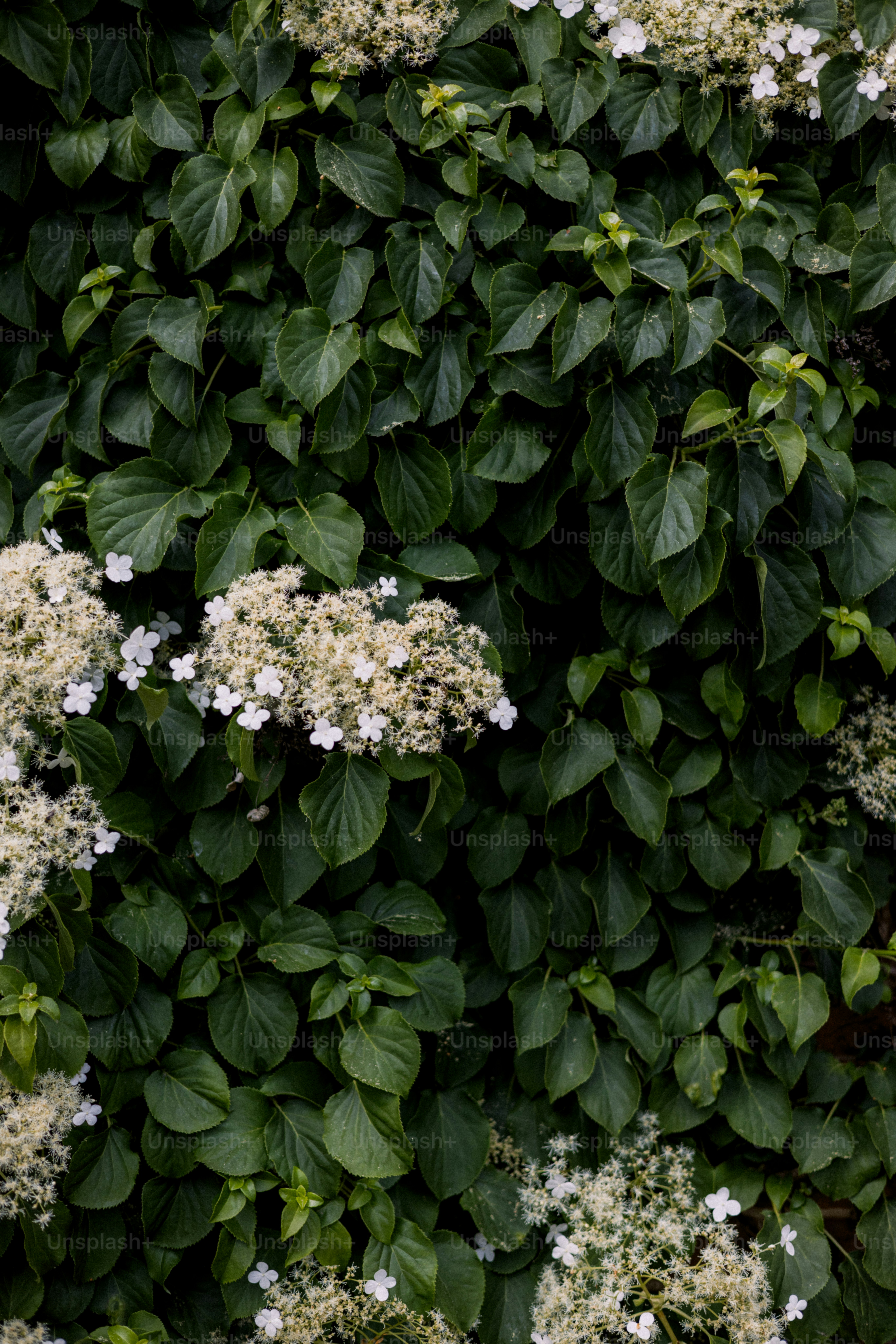 Hydrangeas and leaves in a lush green wall.