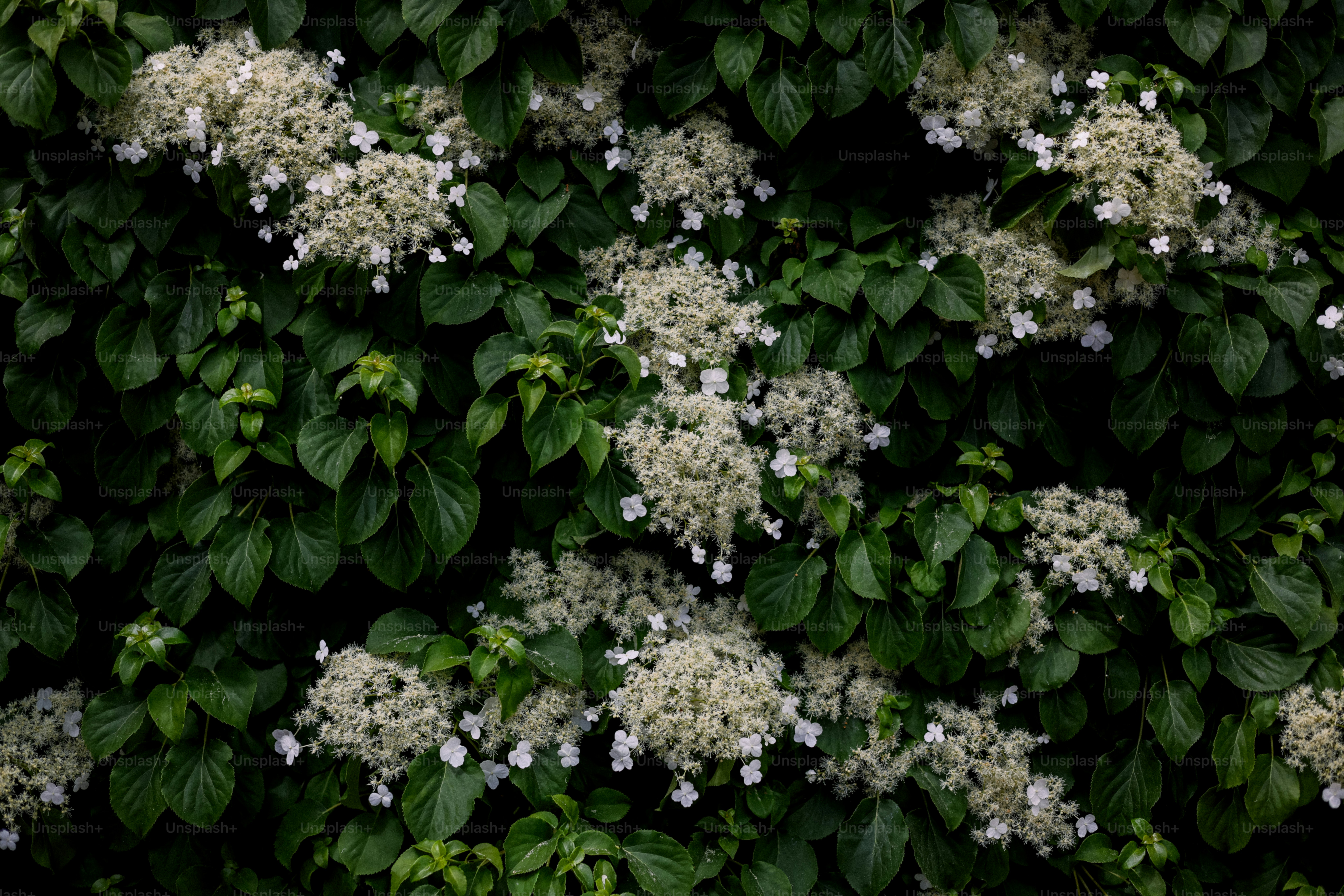 White hydrangea flowers bloom amidst vibrant green leaves.