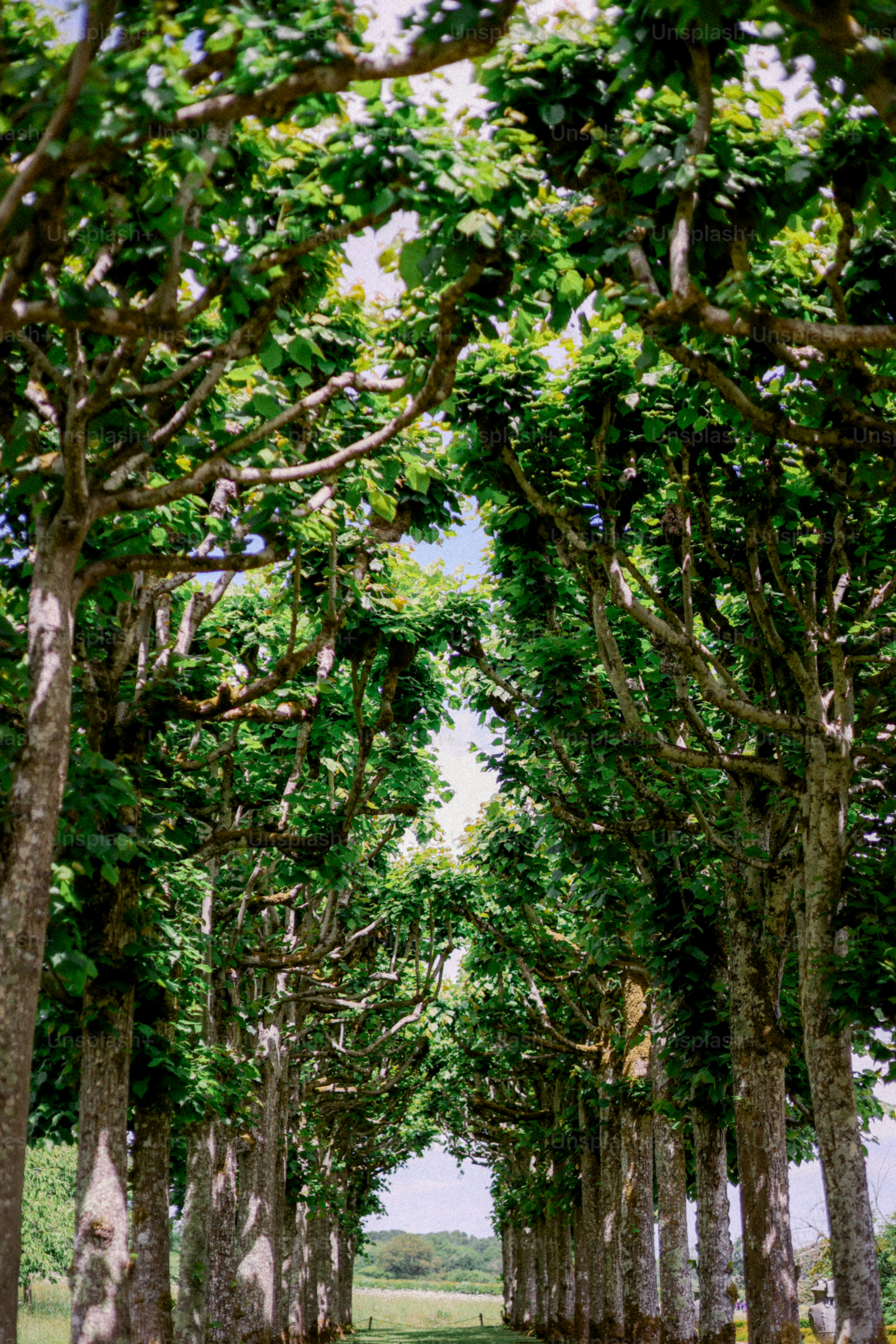 A long alley of green trees.