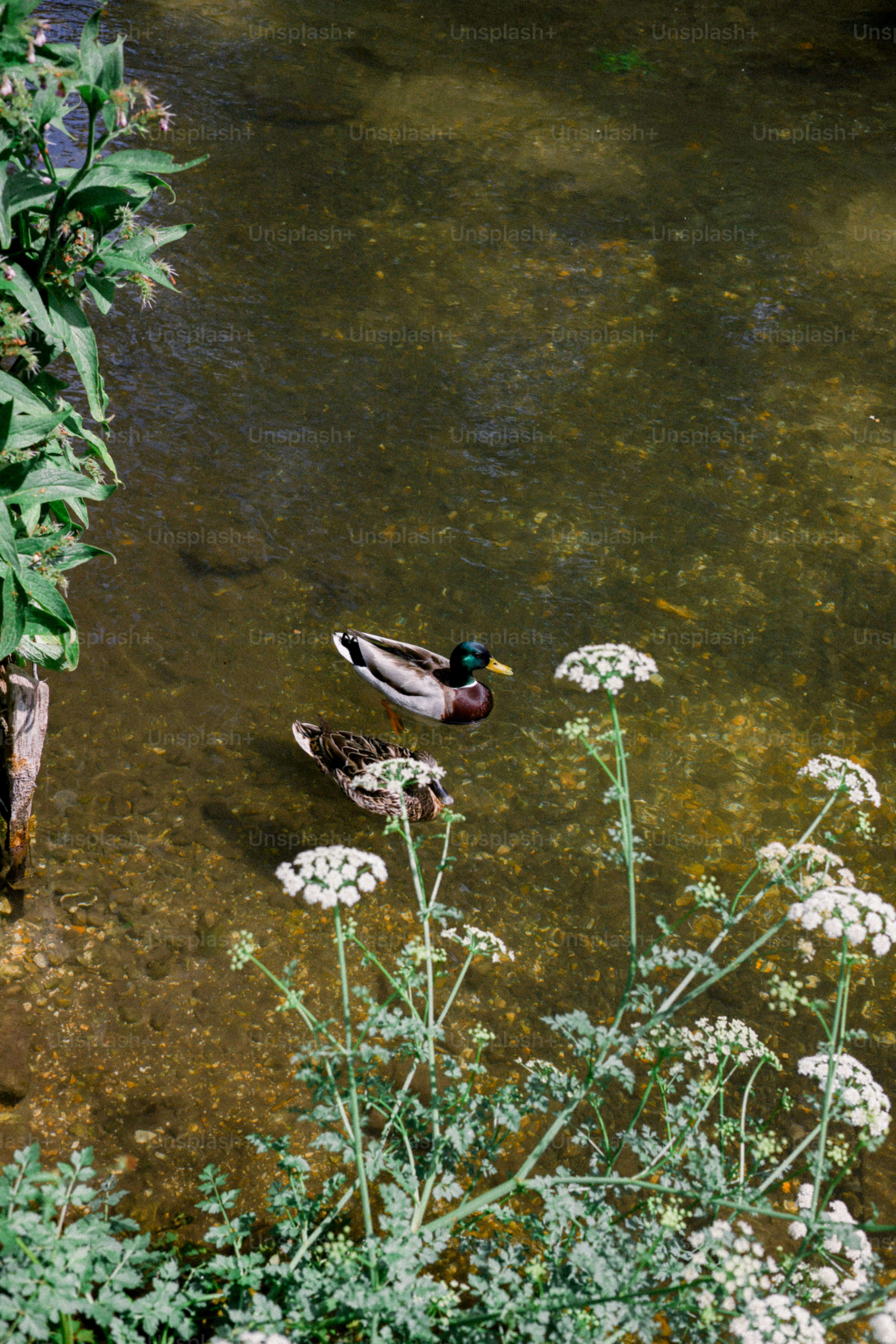 Ducks swim in the water near white wildflowers.