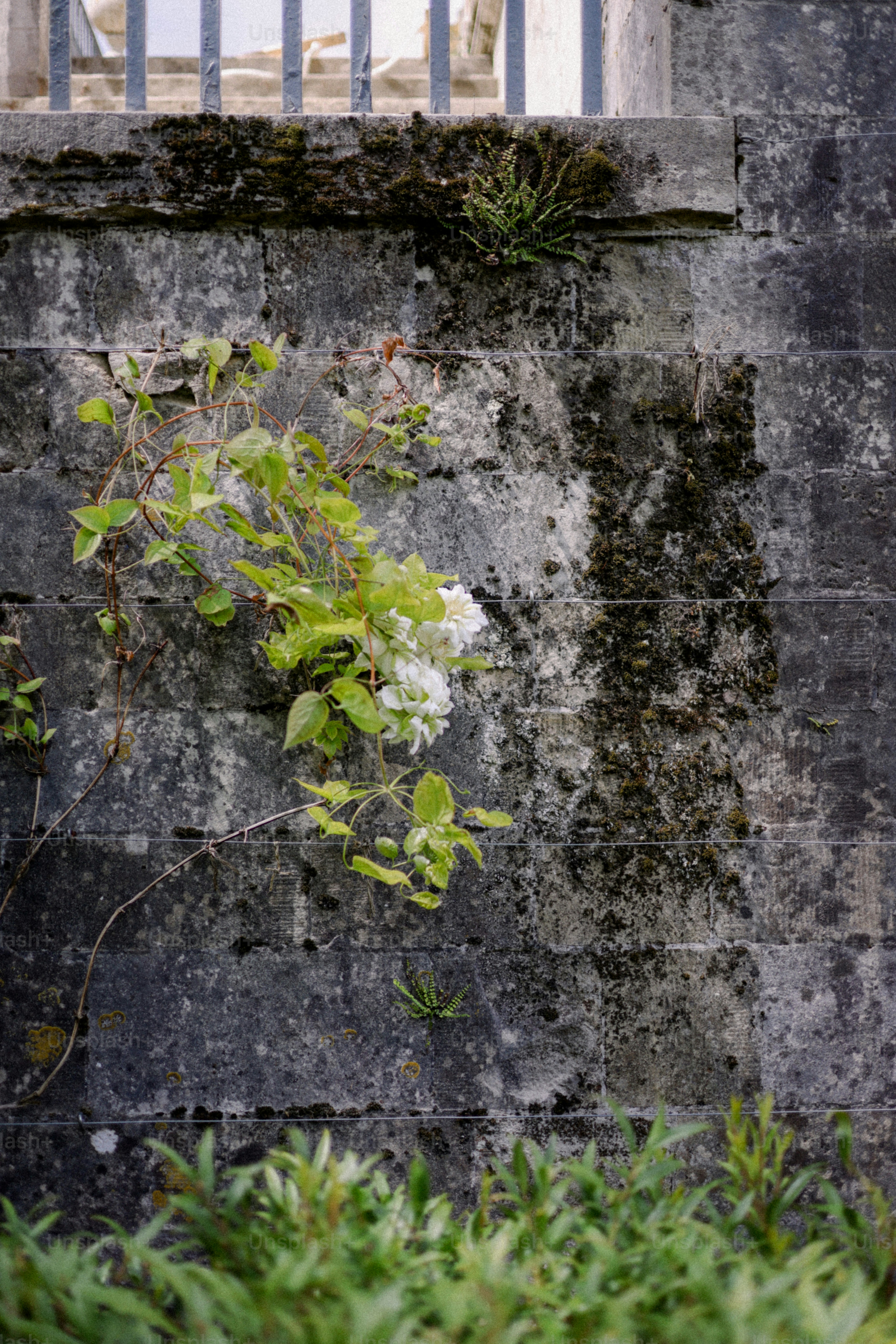 Flowers grow on a weathered stone wall.