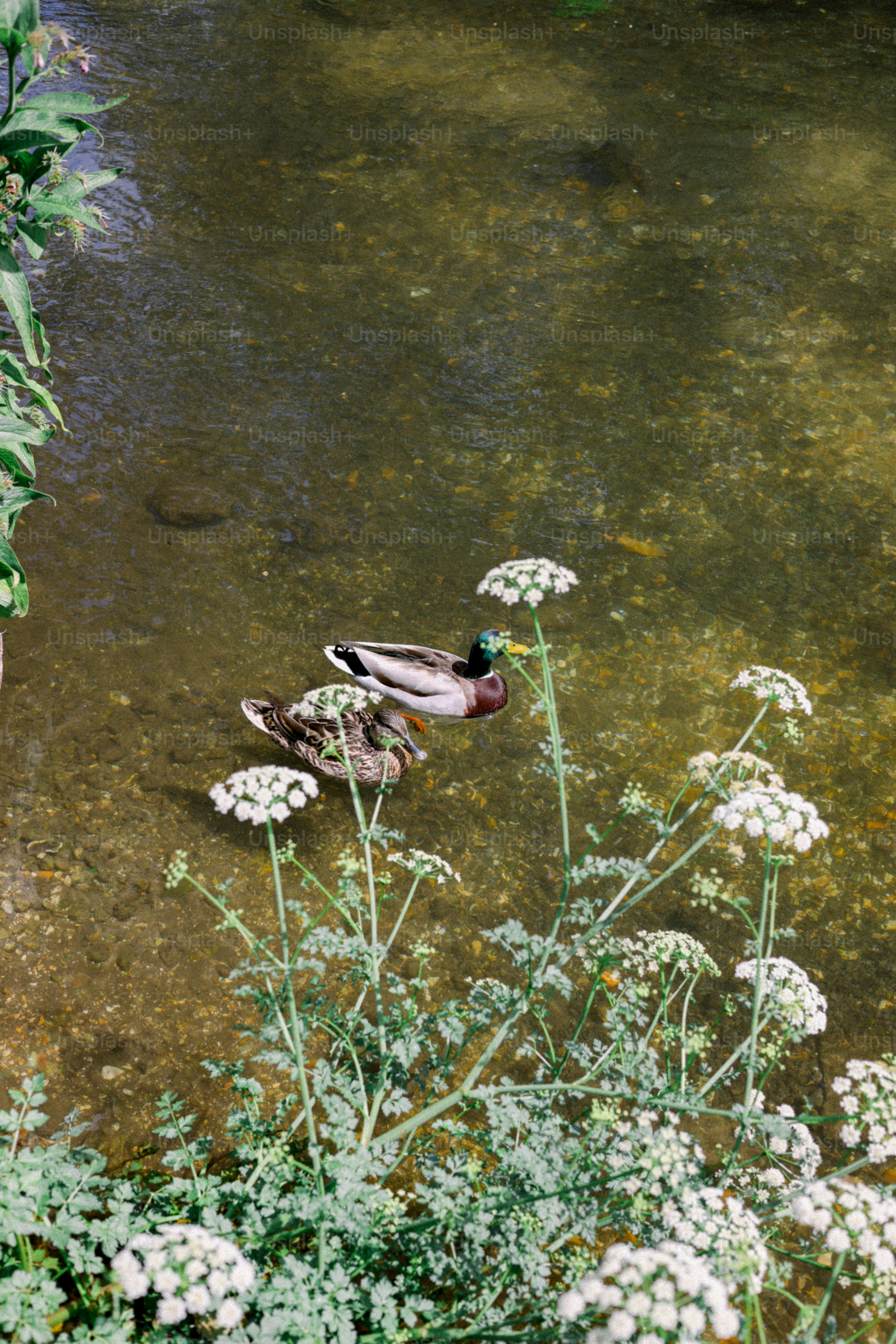 Two ducks swim in a shallow, clear creek.