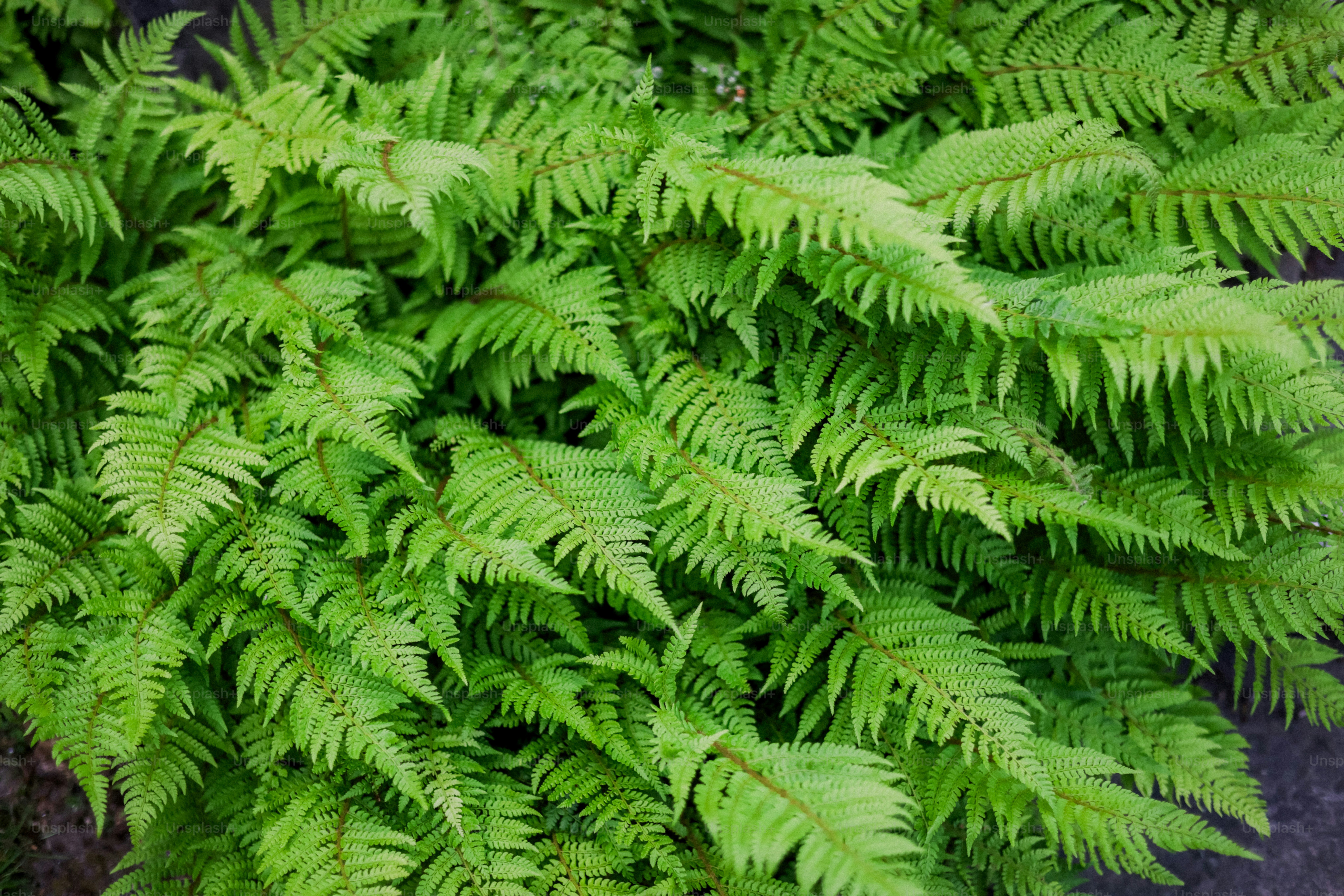 Lush, green ferns fill the image.