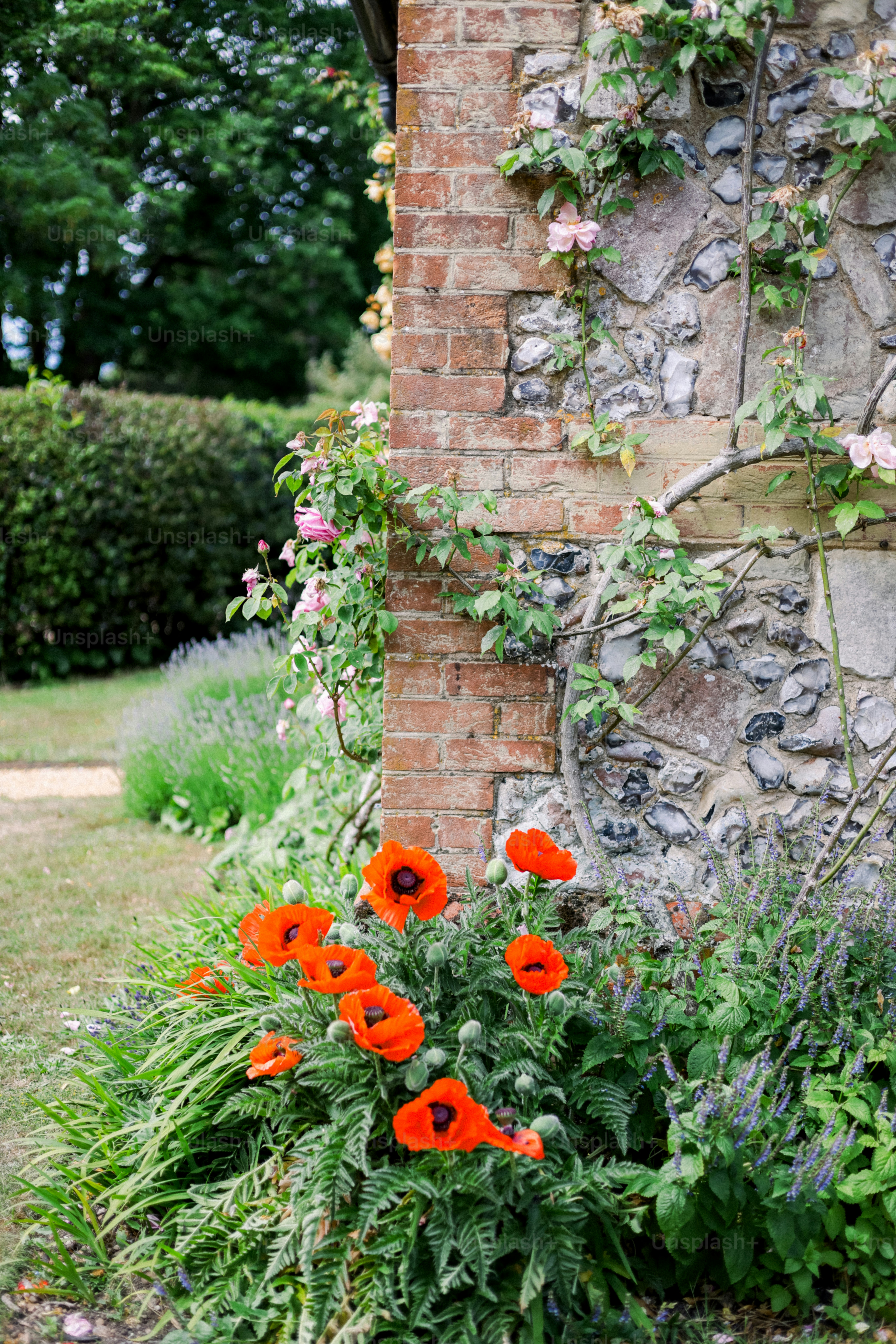 Las amapolas florecen junto a un muro de piedra. foto – Imagen de ...