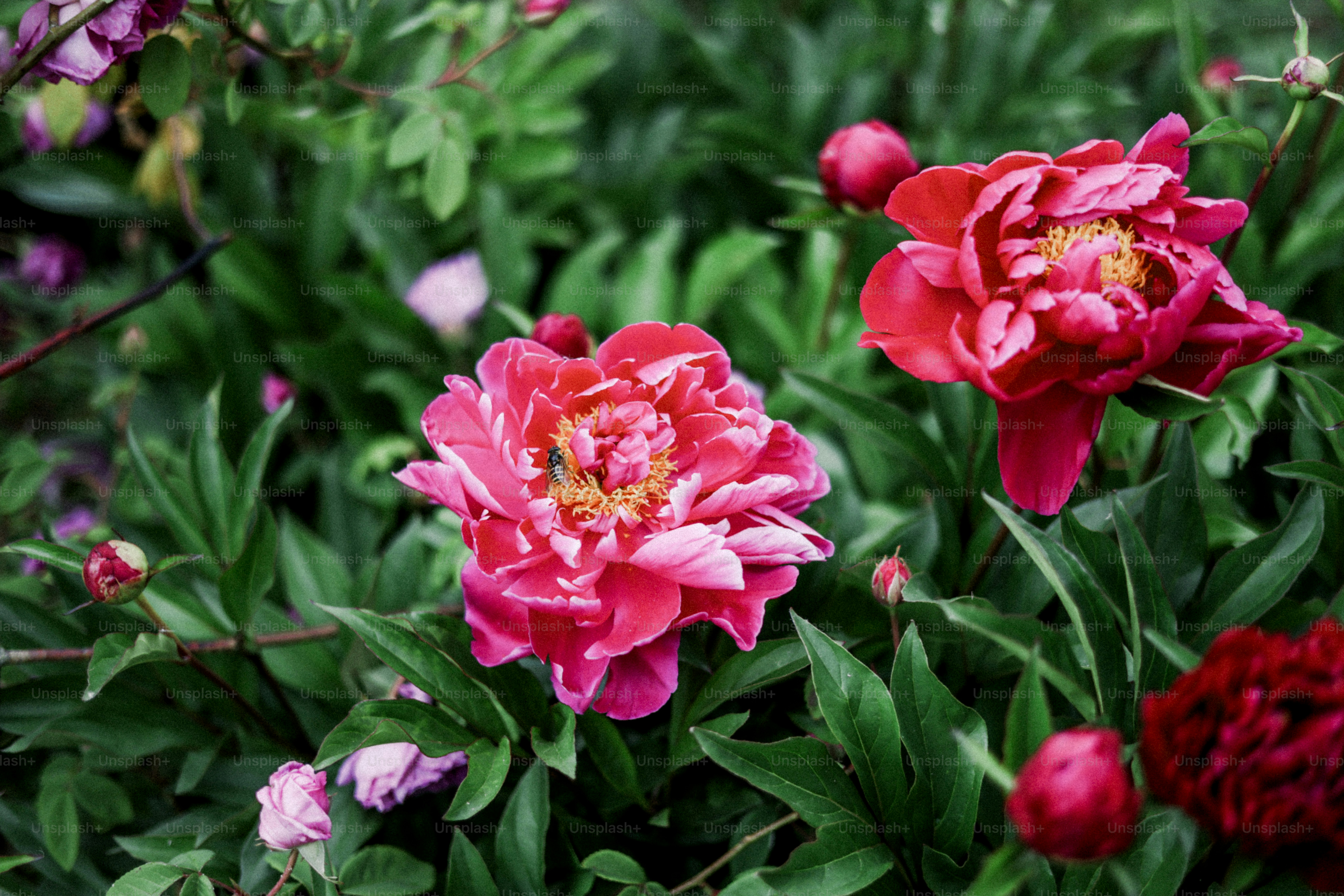 Las peonías de color rosa vibrante florecen en medio de un exuberante follaje verde.