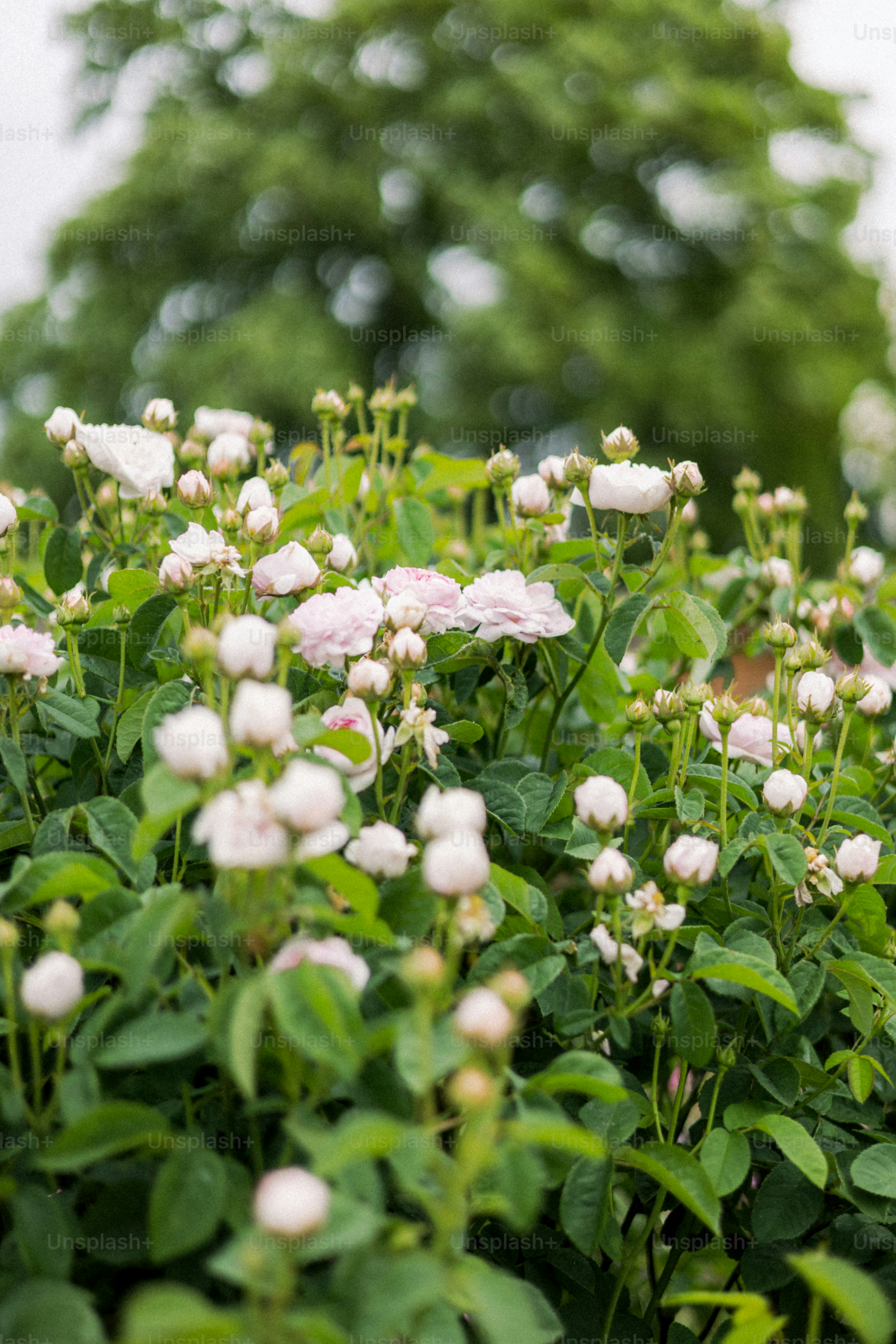 Pink roses bloom abundantly on the bush.