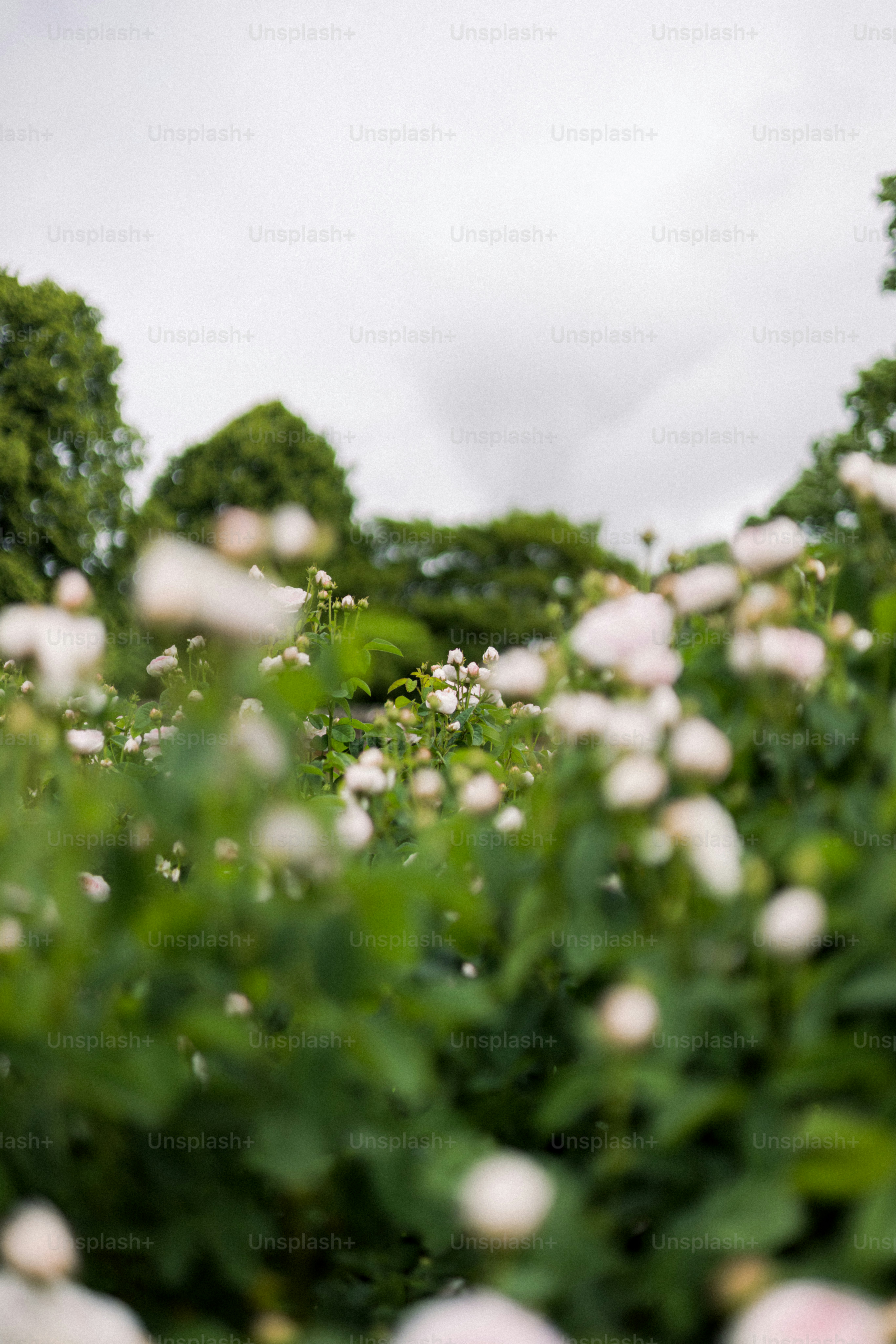 Des fleurs blanches s’épanouissent parmi un feuillage vert.