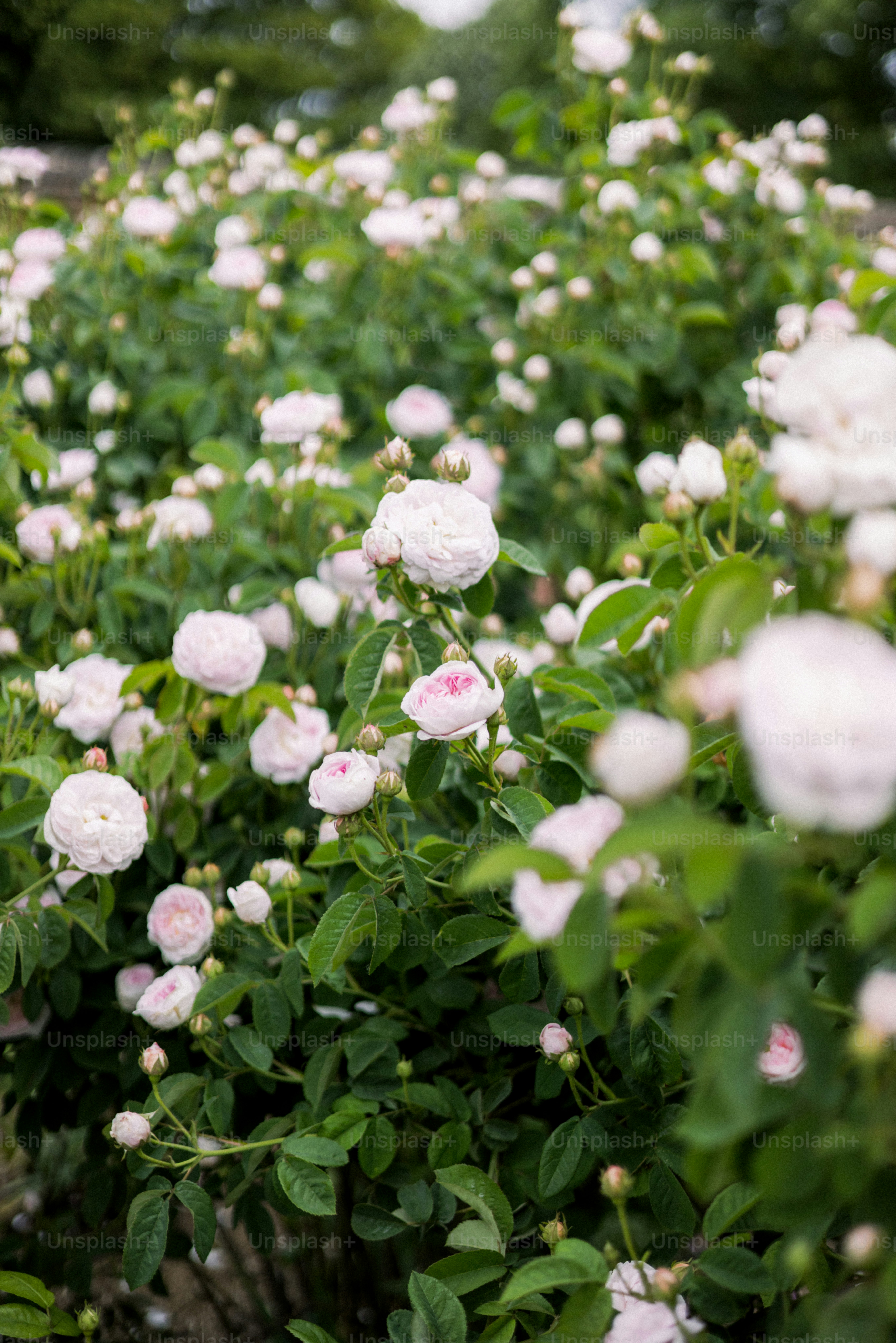 A bush of white roses in full bloom.