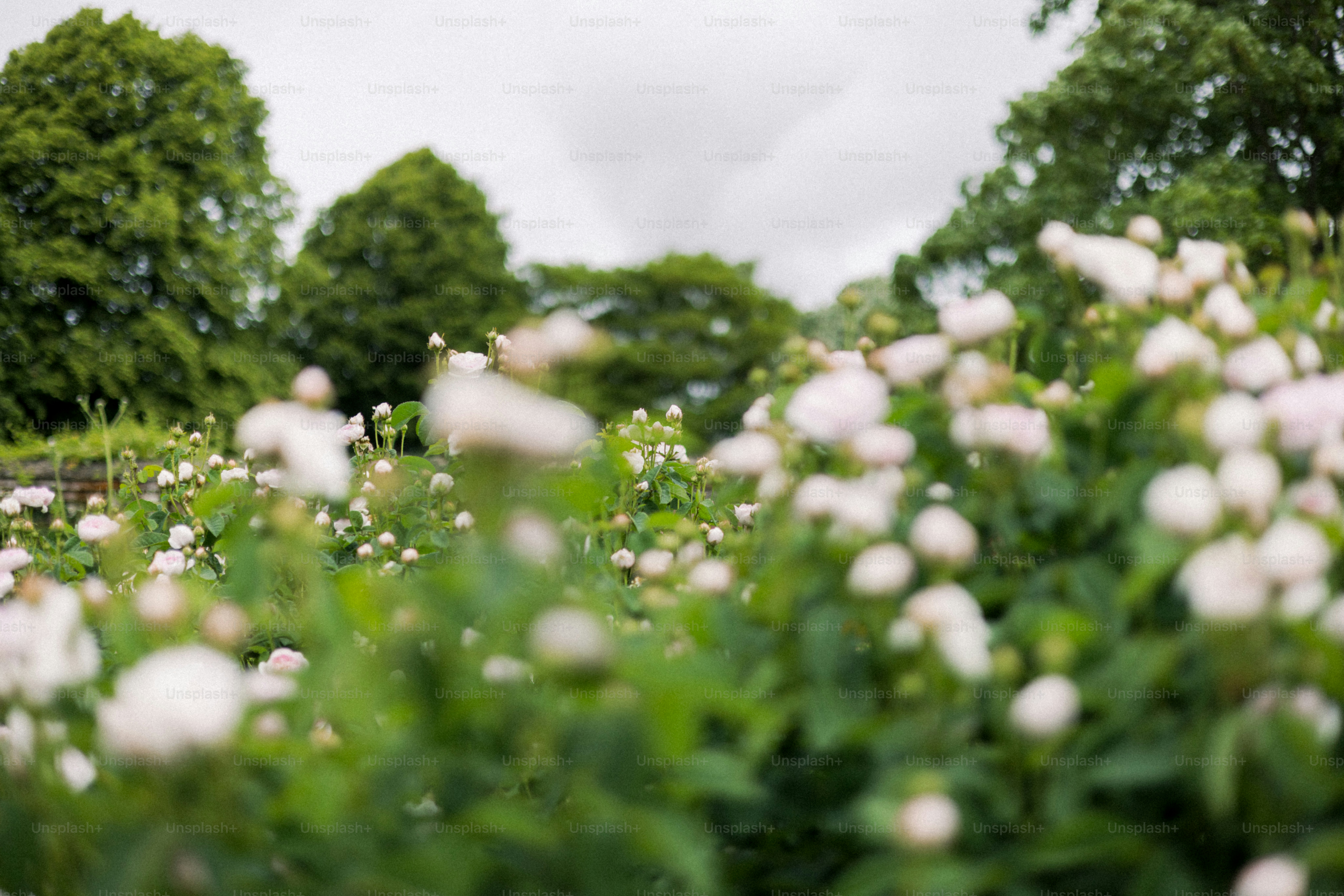 Field of white flowers with trees in the background.