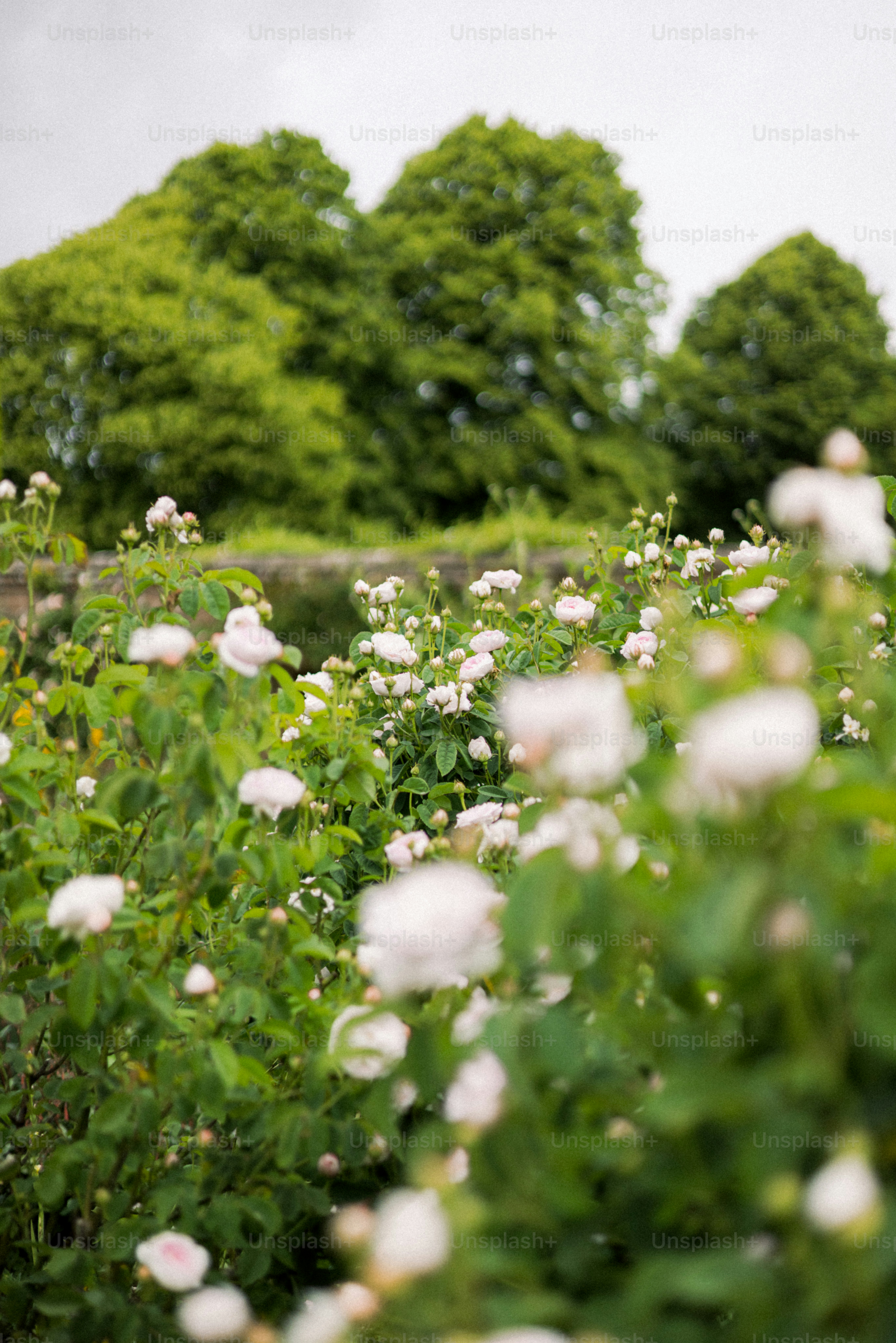 Des roses blanches s’épanouissent dans un jardin verdoyant.