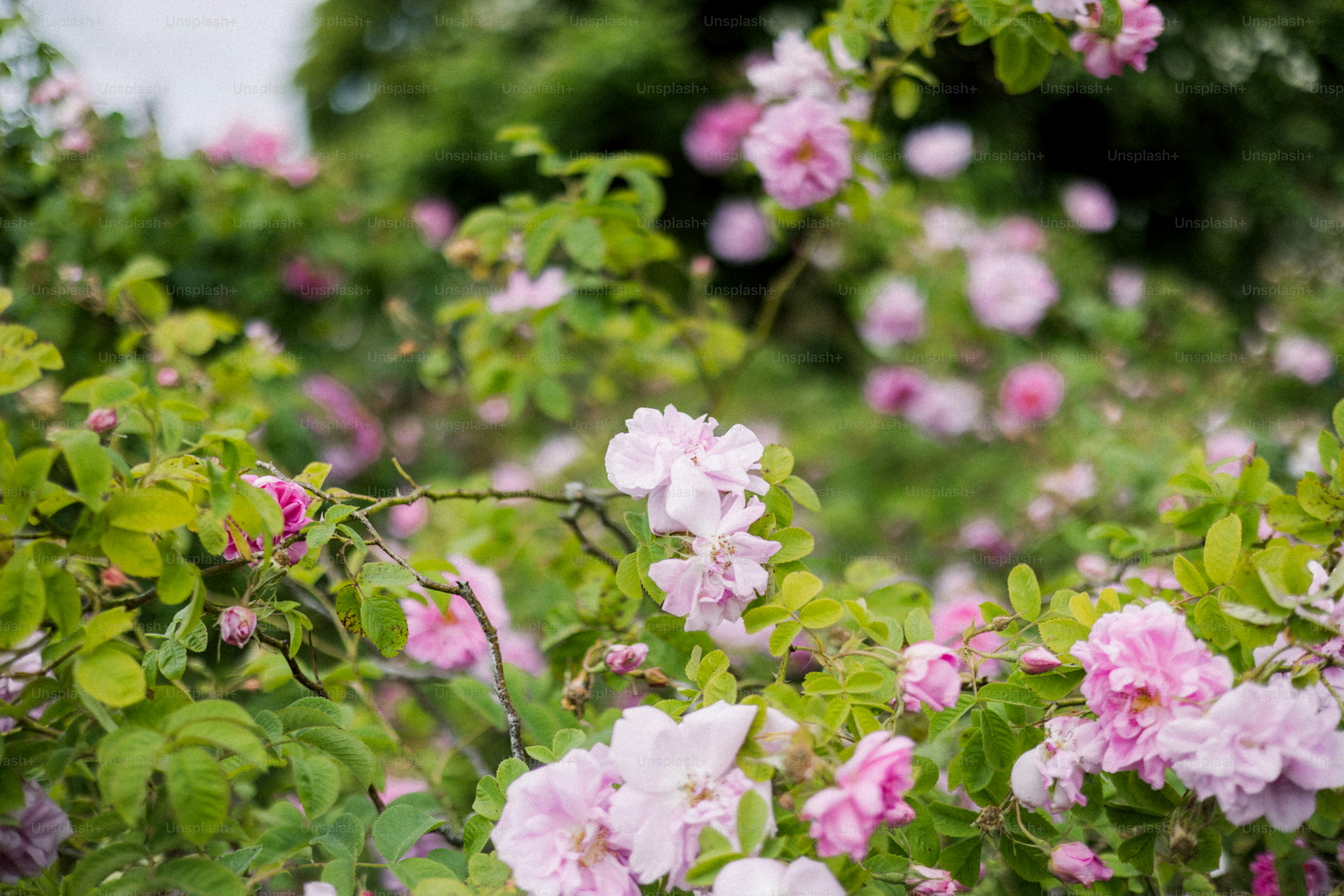 Des roses roses s’épanouissent au milieu d’un feuillage vert.