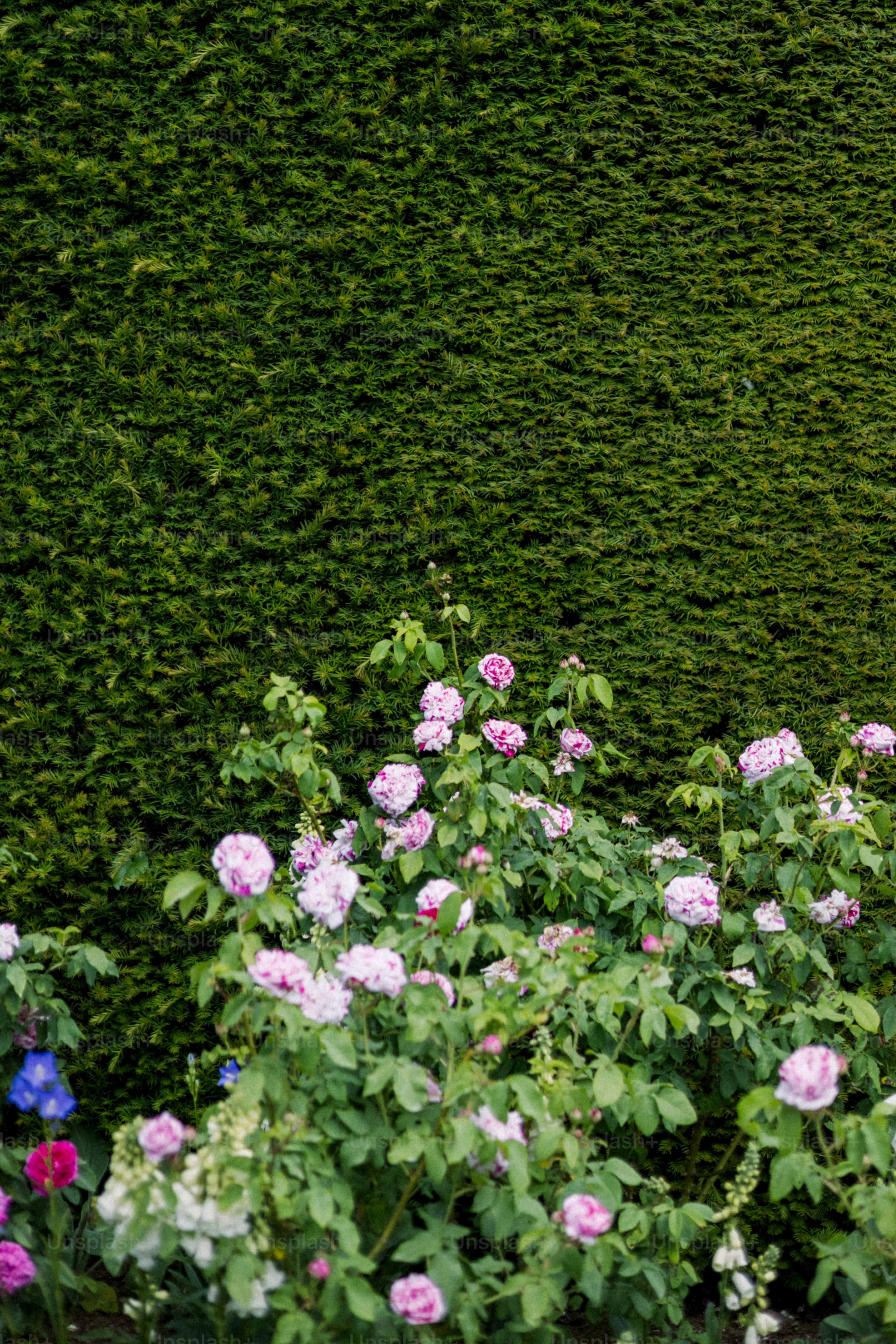 Pink roses bloom in front of a green hedge.