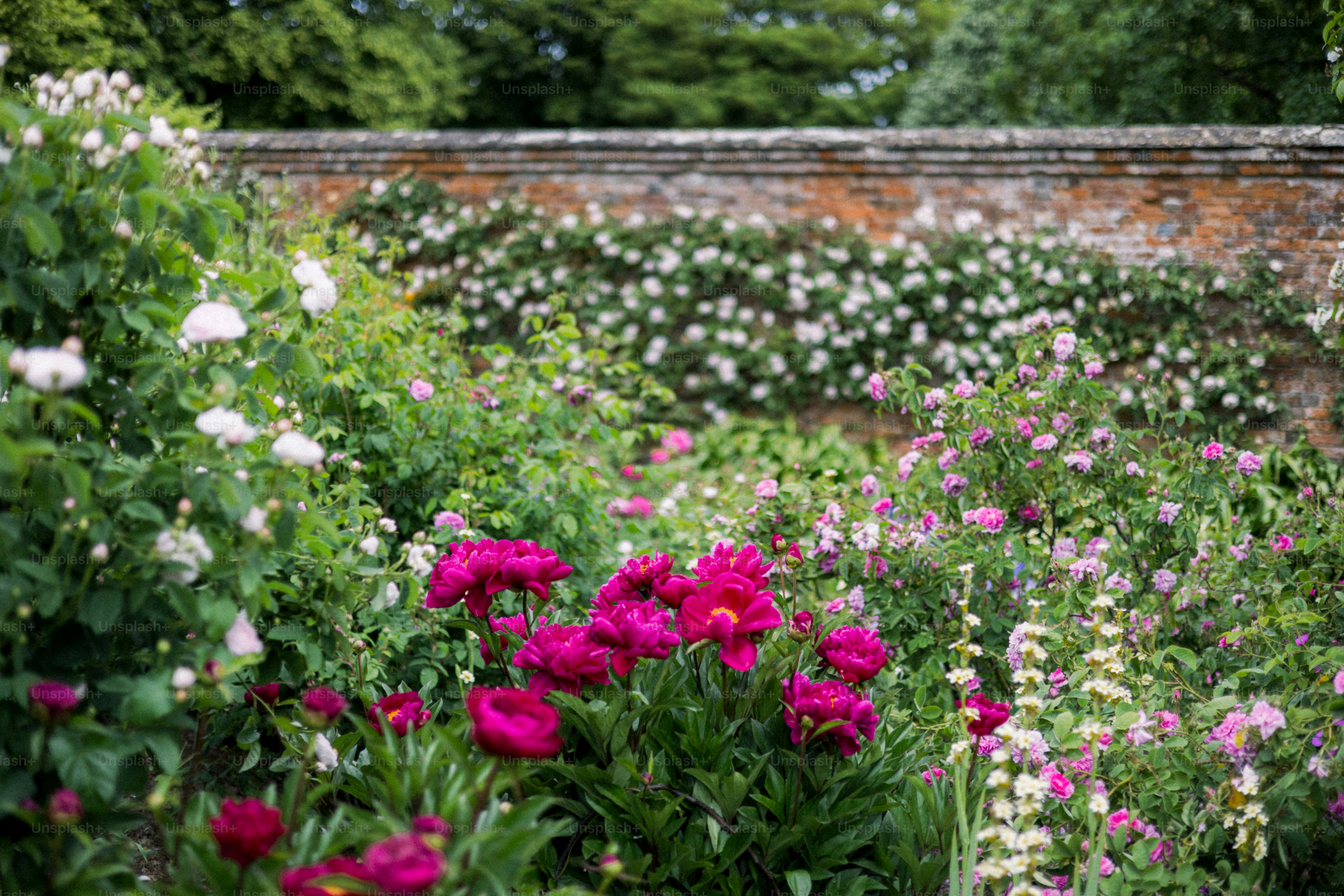 Un beau jardin rempli de fleurs colorées.