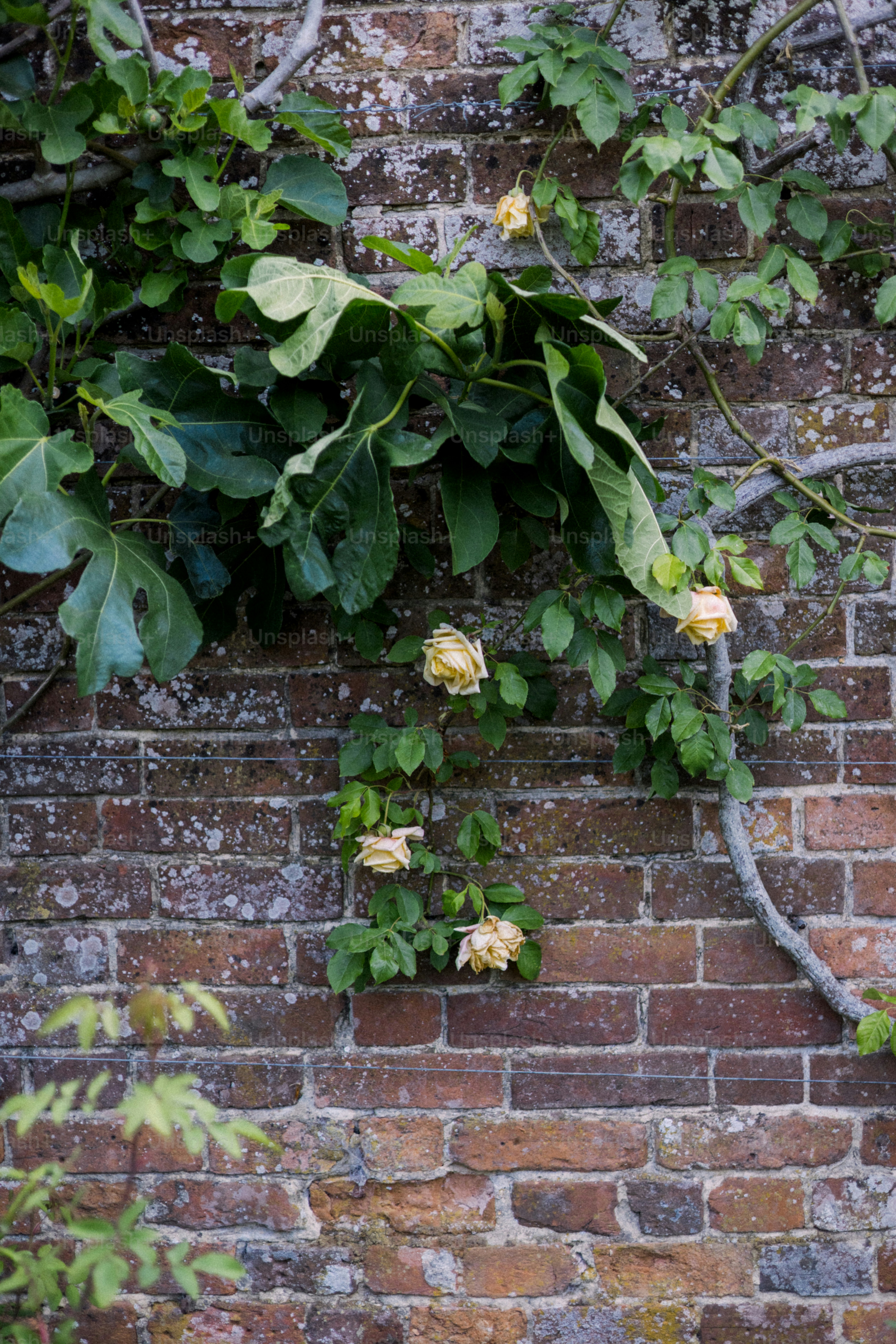 Des plantes grimpantes ornent un mur de briques.