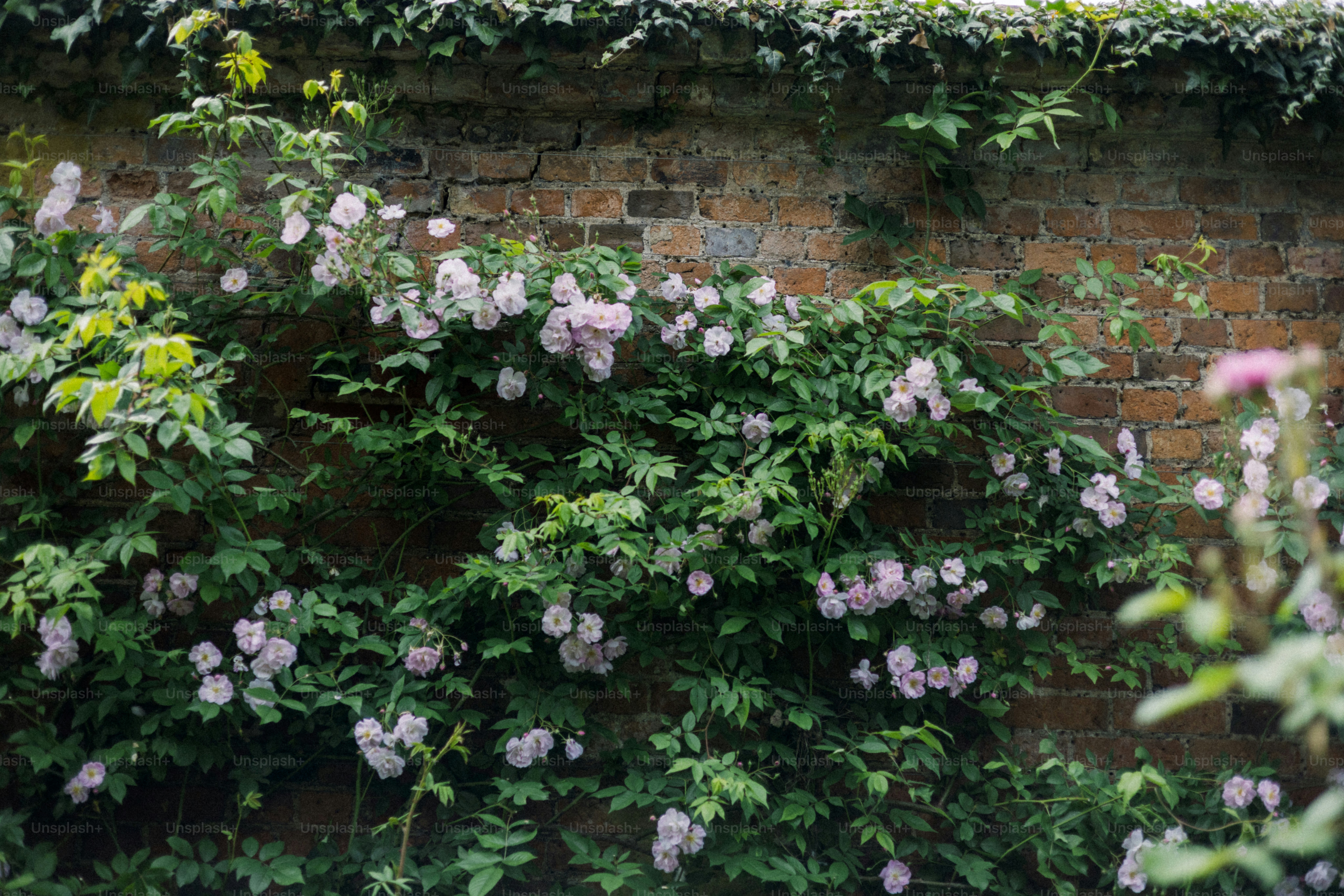 Beautiful pink roses bloom in a lush garden. photo – Flowers Image on ...