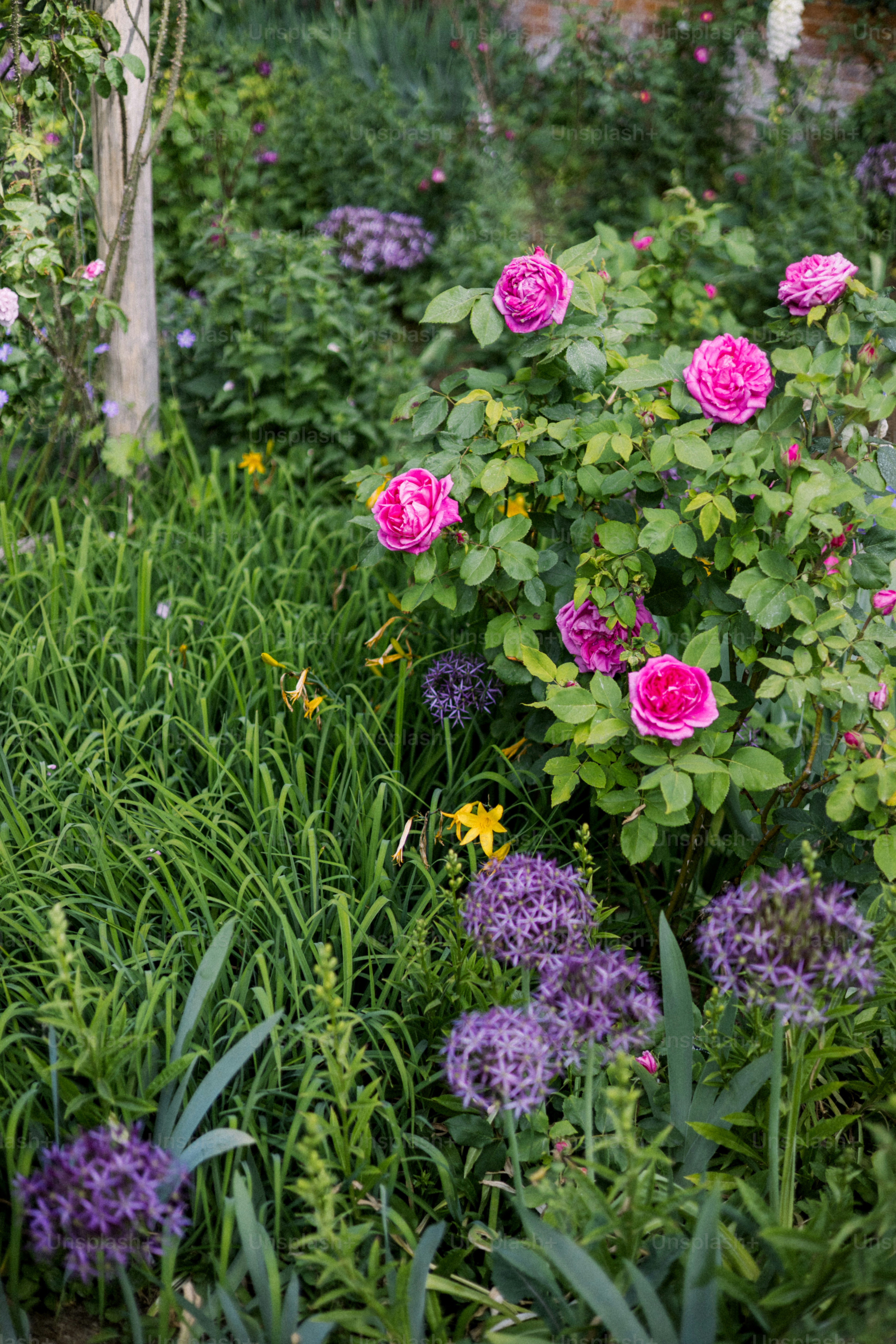 De belles roses roses fleurissent dans un jardin luxuriant.